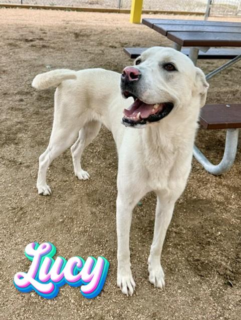 Lucy, ADOPTABLE, Adult Female Labradoodle & Anatolian Shepherd.