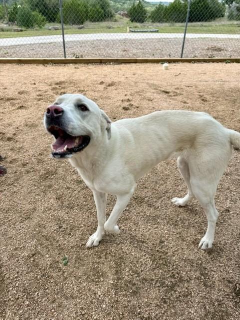 Enlarge Lucy, a ADOPTABLE mixed breed in Comfort, TX image 6/6