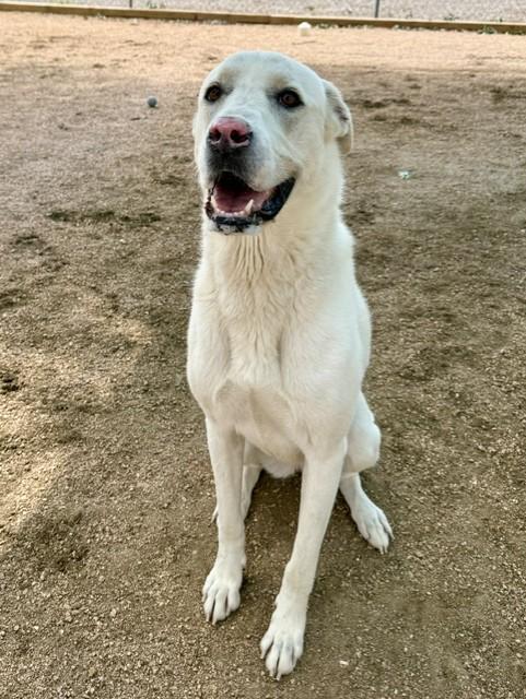 Enlarge Lucy, a ADOPTABLE mixed breed in Comfort, TX image 3/6