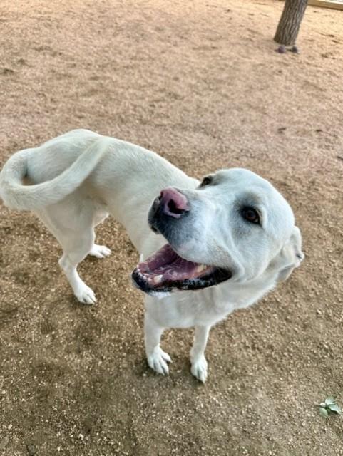 Enlarge Lucy, a ADOPTABLE mixed breed in Comfort, TX image 4/6