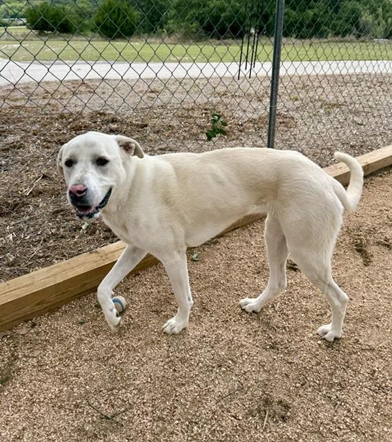 Enlarge Lucy, a ADOPTABLE mixed breed in Comfort, TX image 5/6