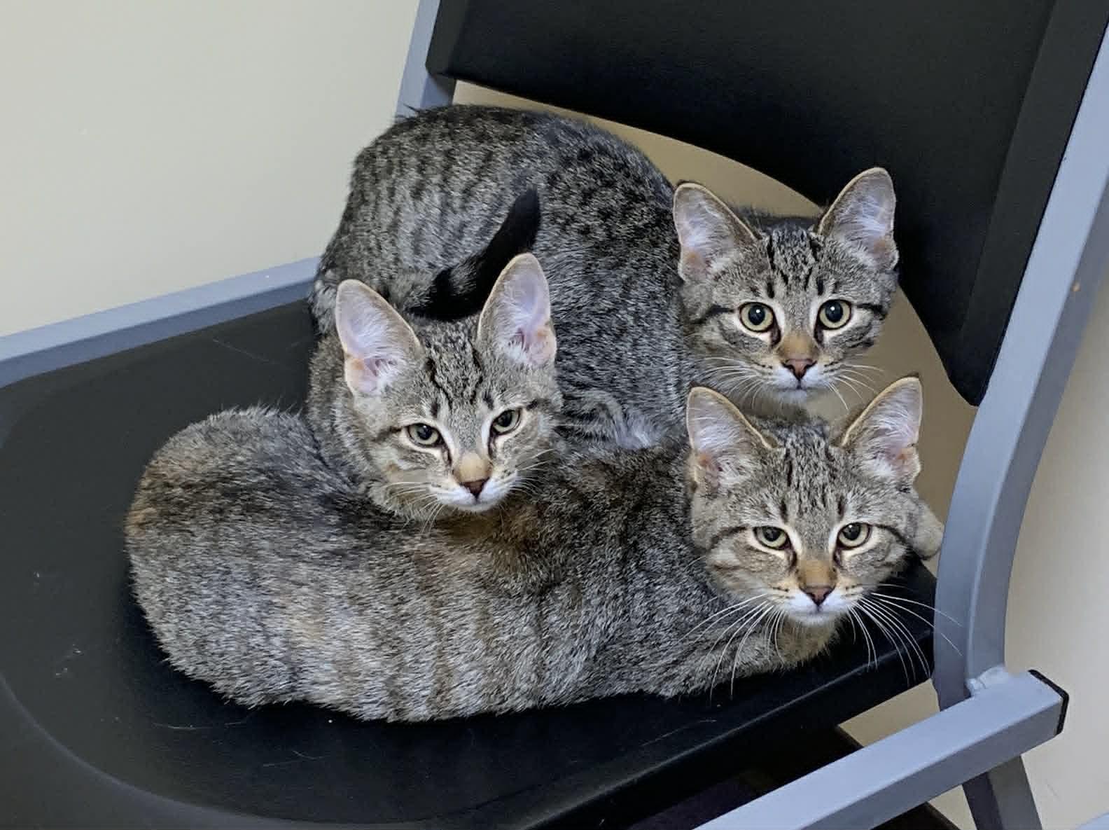 Gretel — thumbnail 2