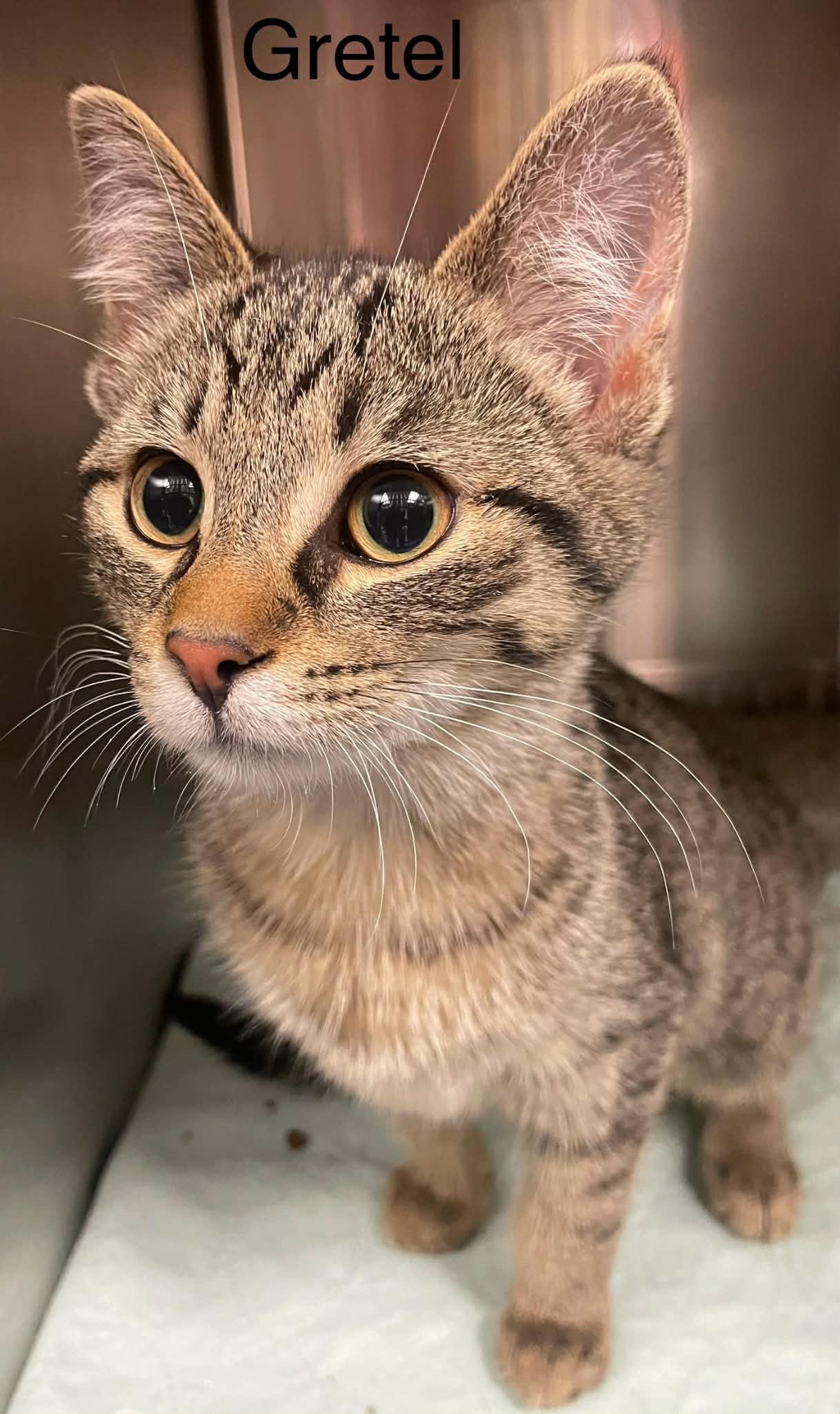 Gretel — thumbnail 4