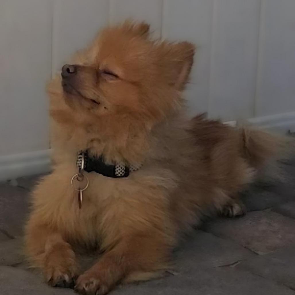 Enlarge Panda, a Adoptable Pomeranian in Las Vegas, NV image 1/3