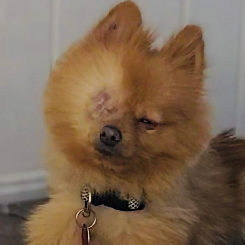 Enlarge Panda, a Adoptable Pomeranian in Las Vegas, NV image 2/3