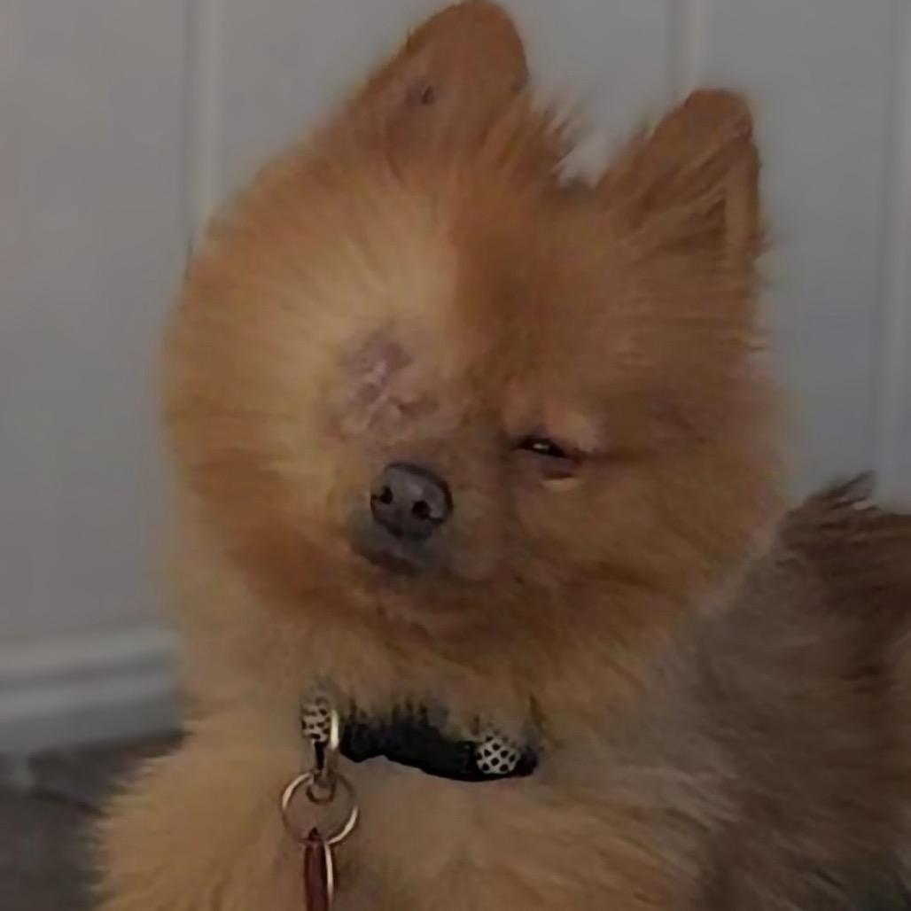 Enlarge Panda, a Adoptable Pomeranian in Las Vegas, NV image 3/3