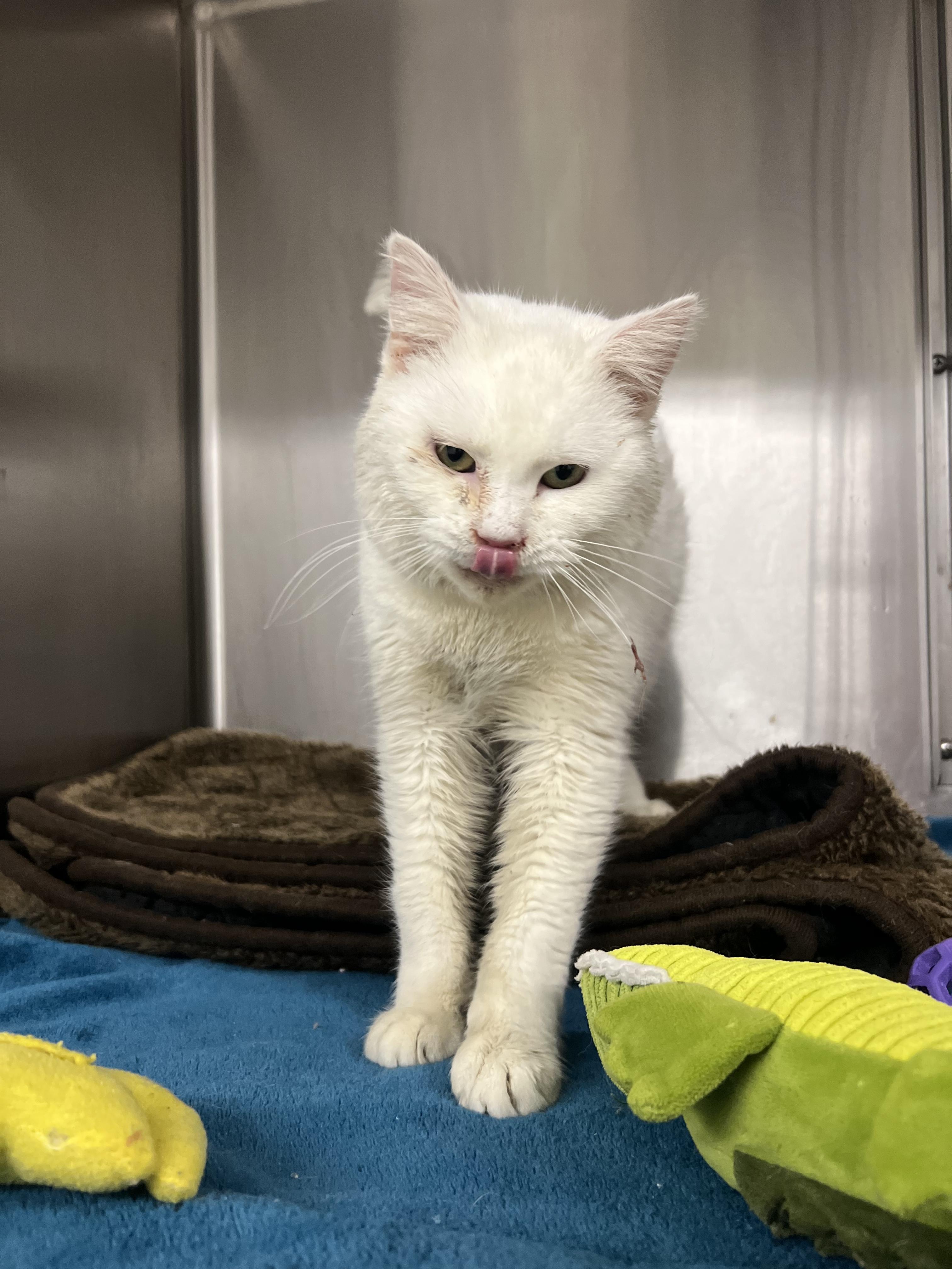 Marshmallow thumbnail 2