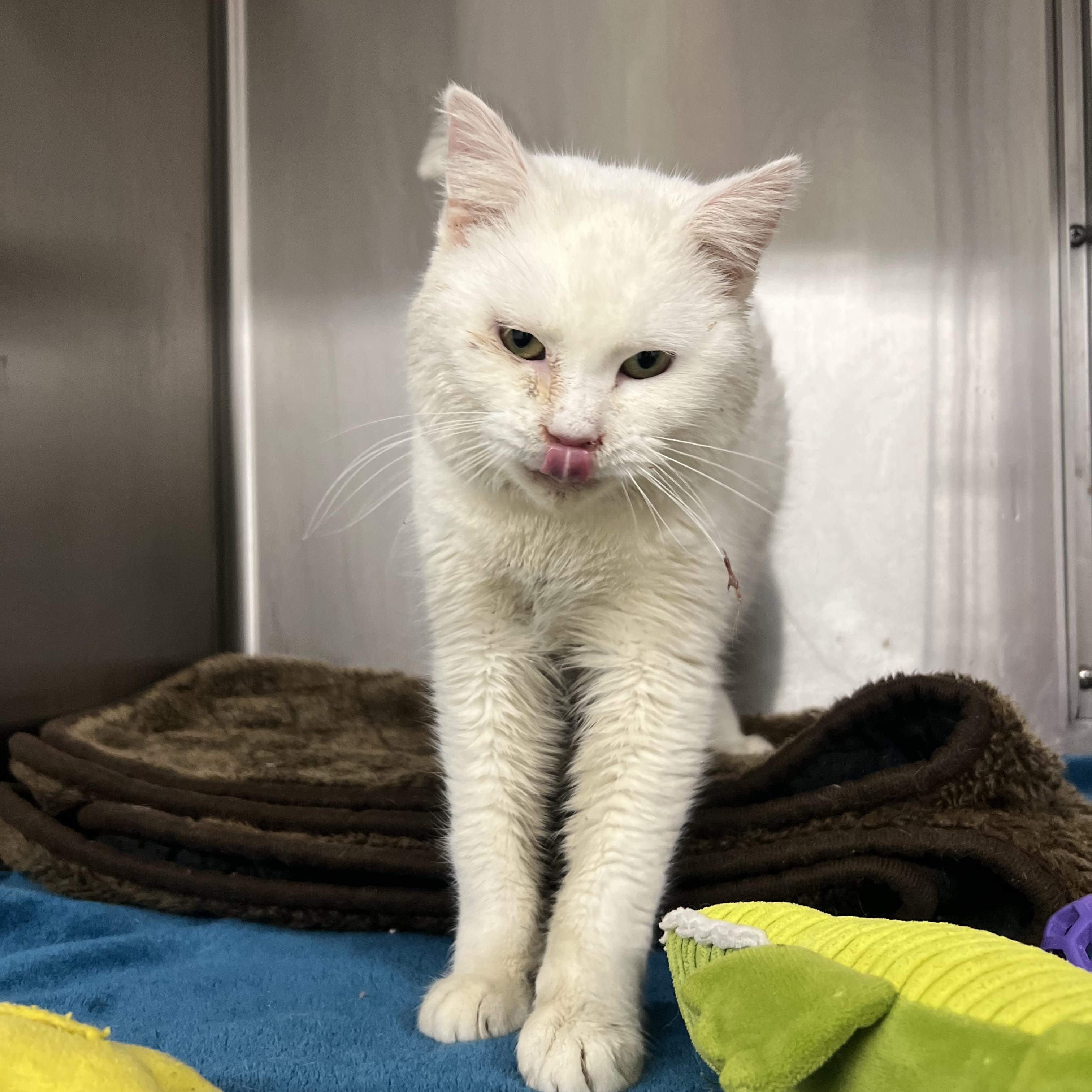 Enlarge Marshmallow, a ADOPTABLE mixed breed in Mount Pleasant, MI image 2/3