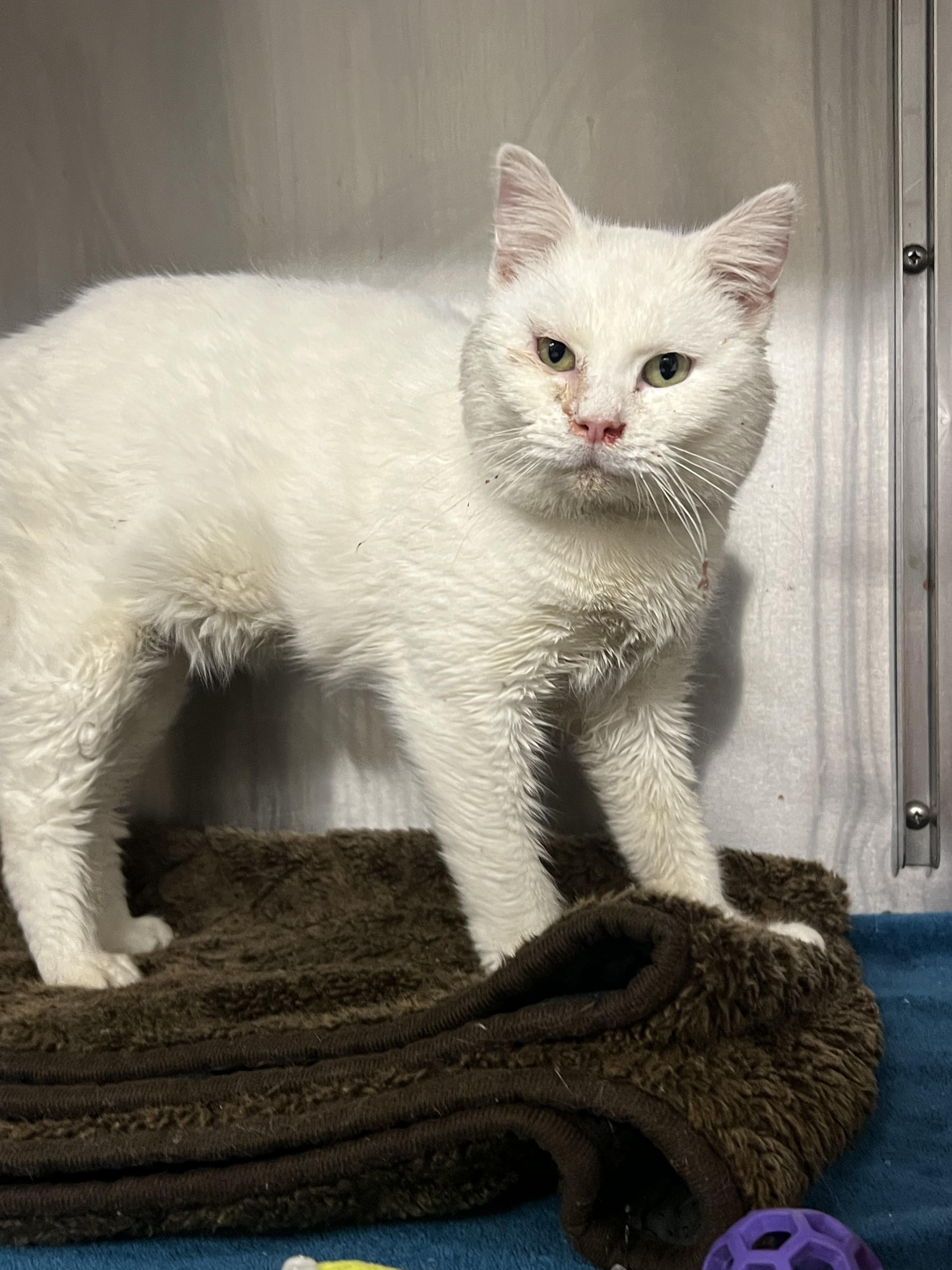 Marshmallow thumbnail 3