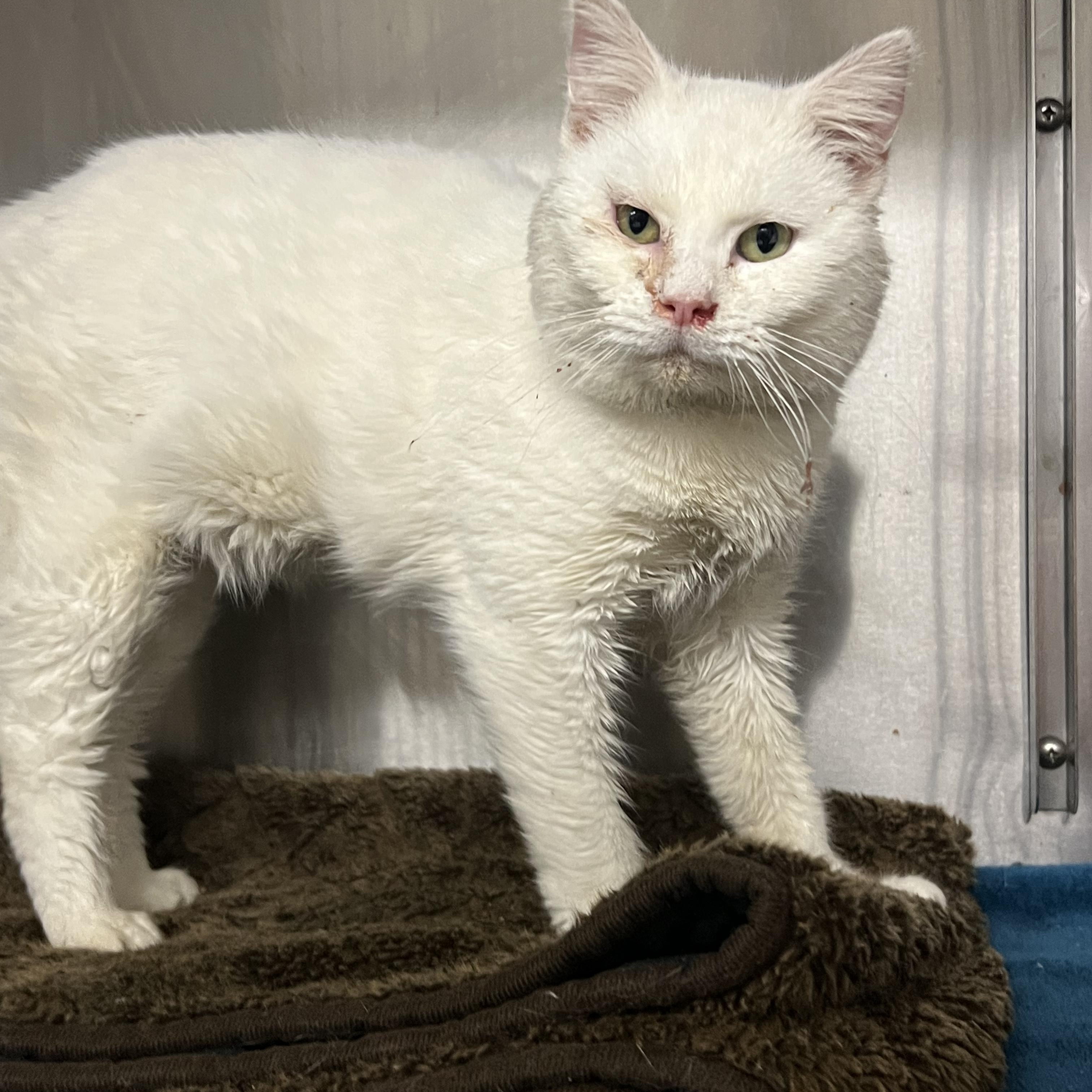 Enlarge Marshmallow, a ADOPTABLE mixed breed in Mount Pleasant, MI image 3/3