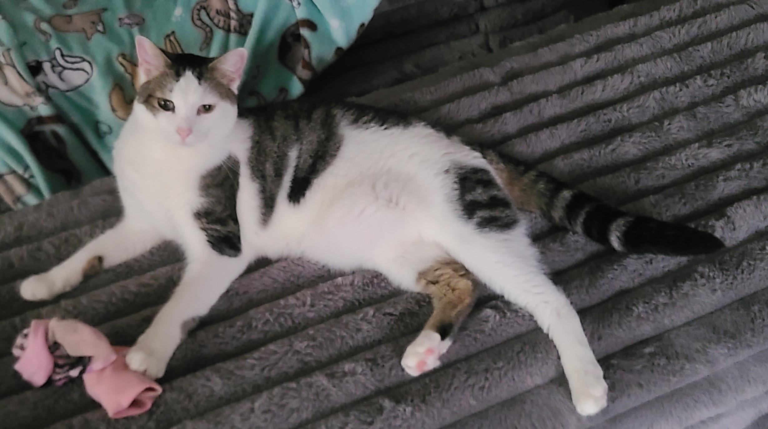 Toby photo 2