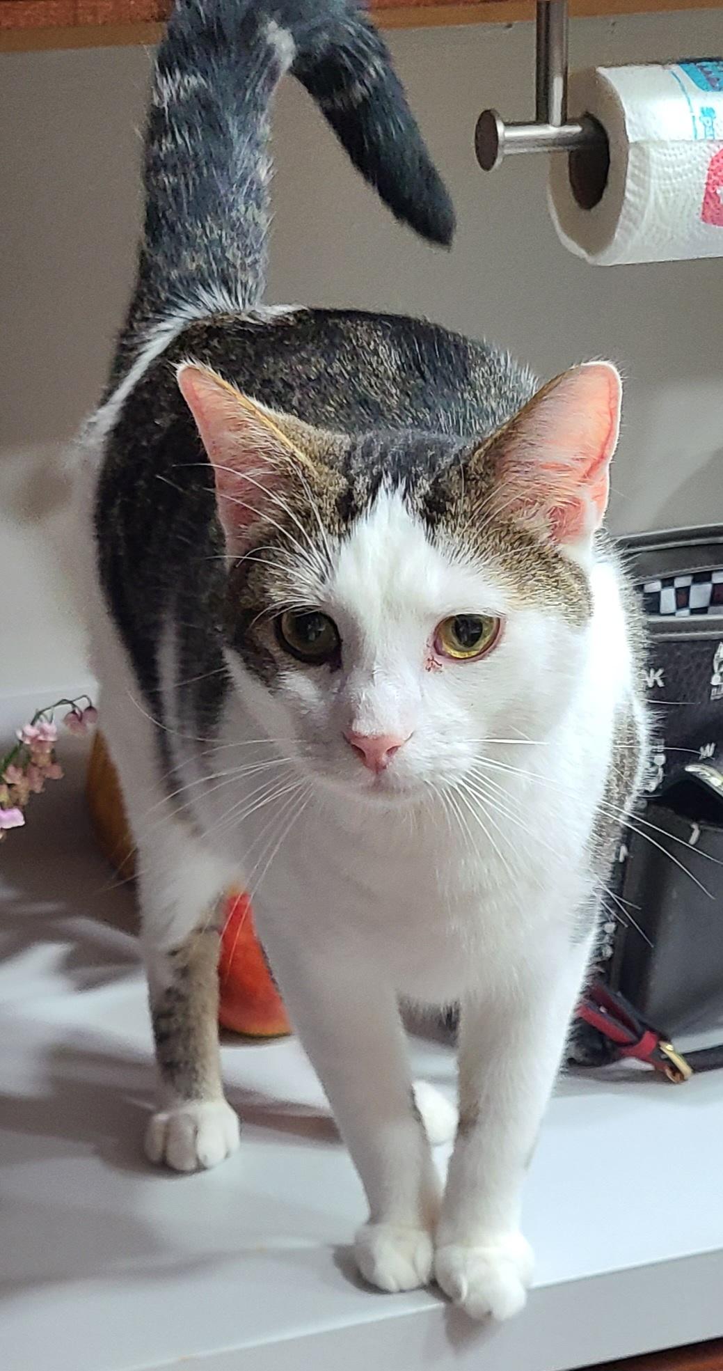 Toby, Adult Male Domestic Short Hair