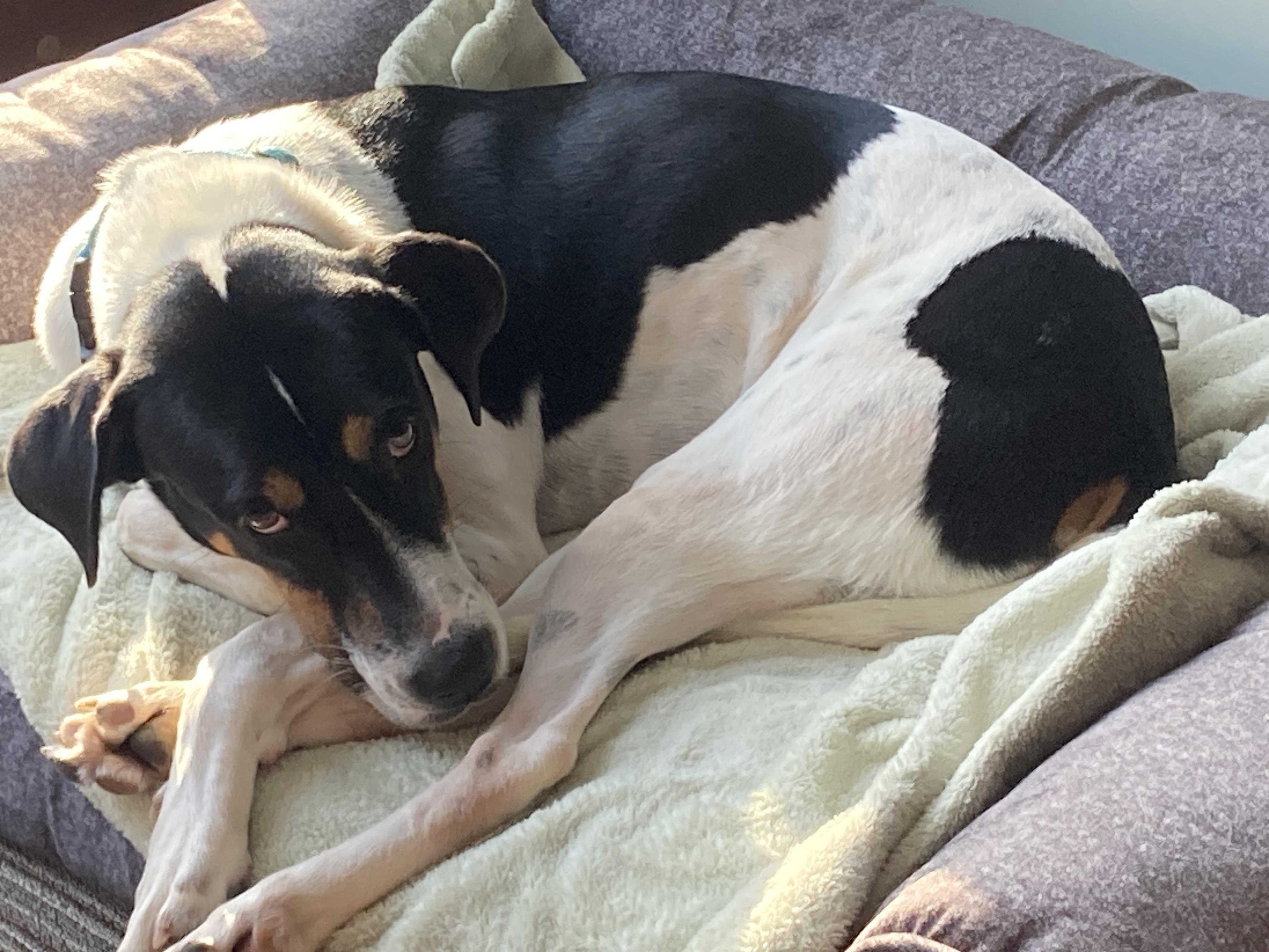 Enlarge Brandon, an adoptable Mixed Breed in Ridgefield, CT image 4/6