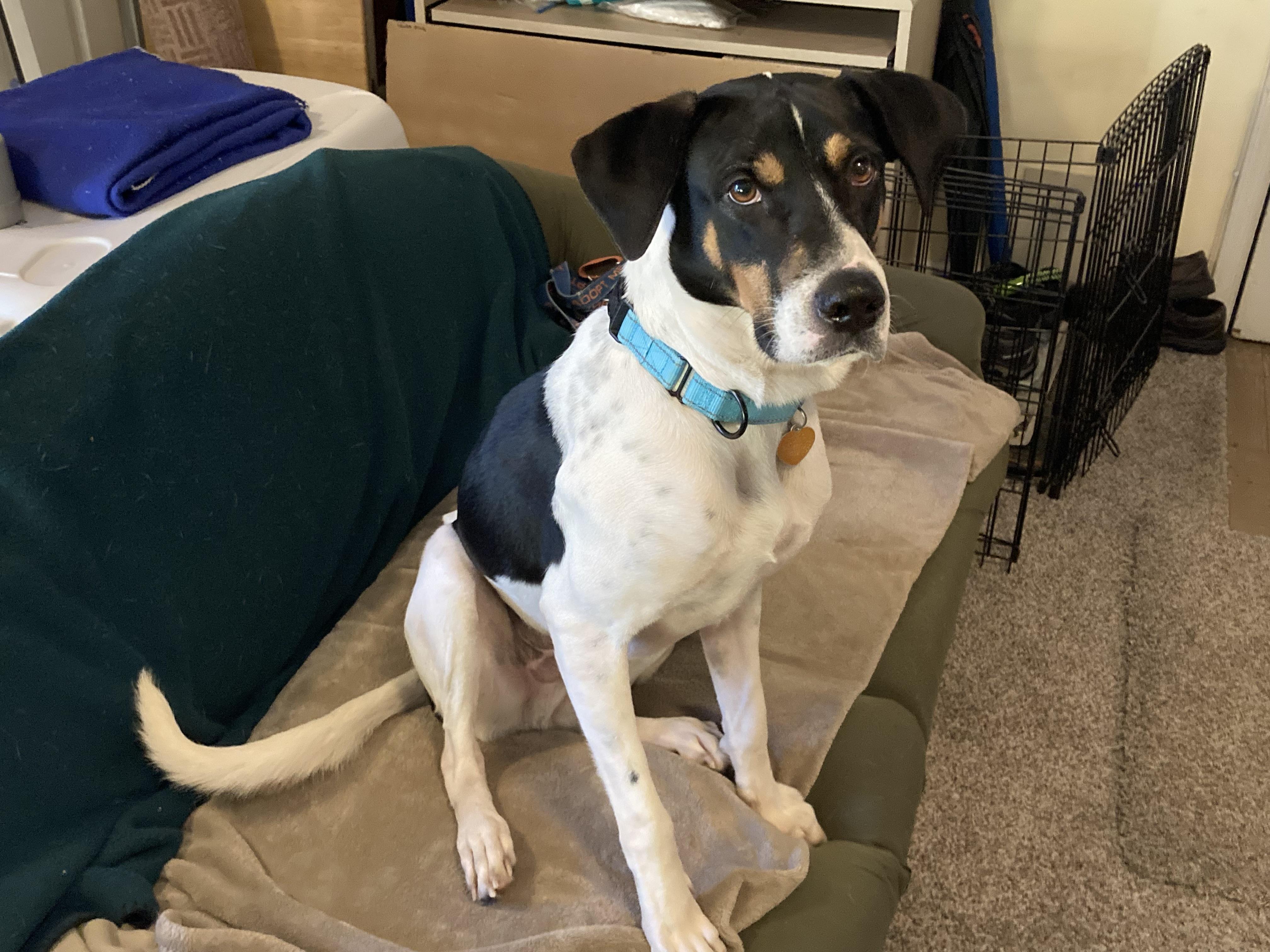 Enlarge Brandon, an adoptable Mixed Breed in Ridgefield, CT image 2/6