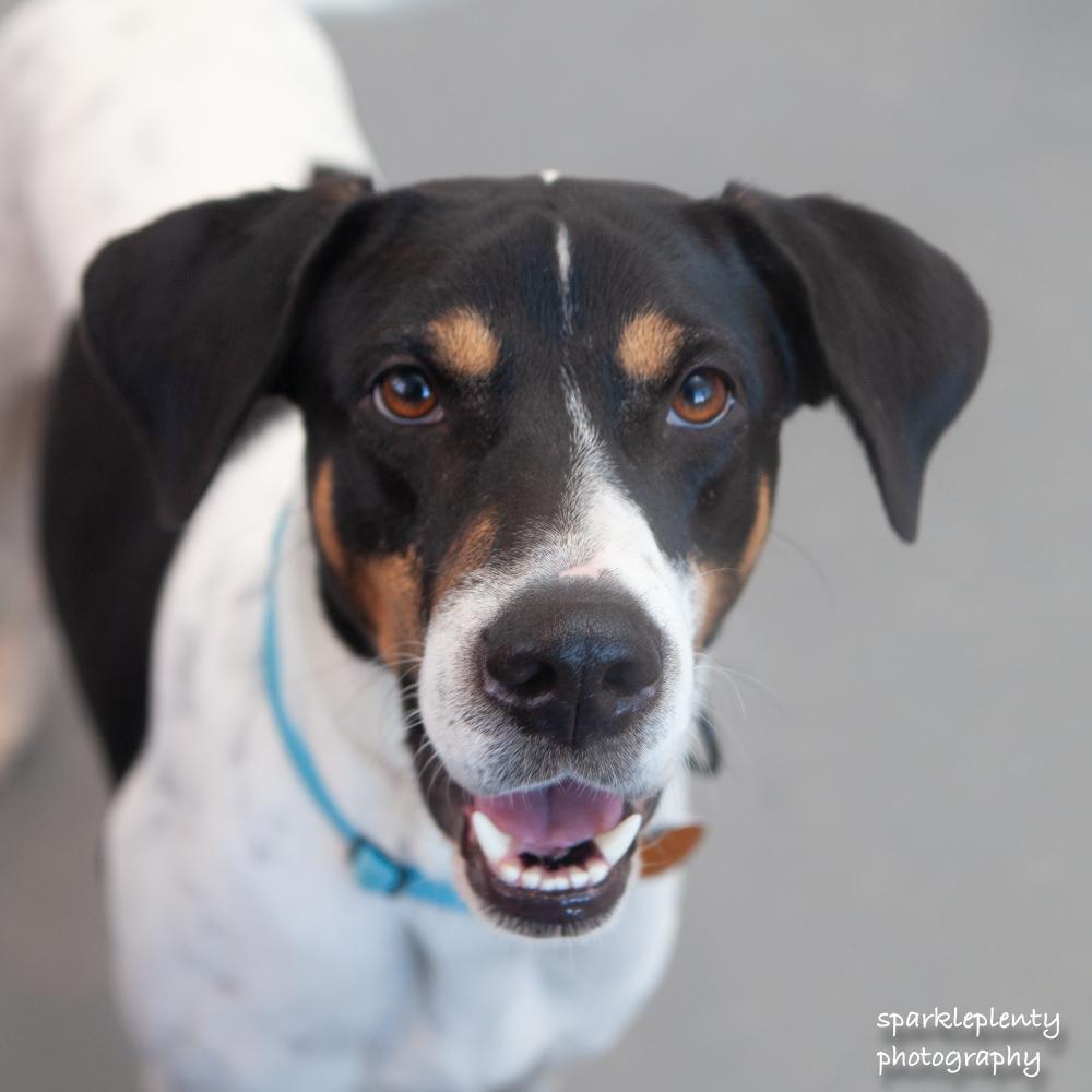 Brandon, adoptable, Adult Male Mixed Breed.