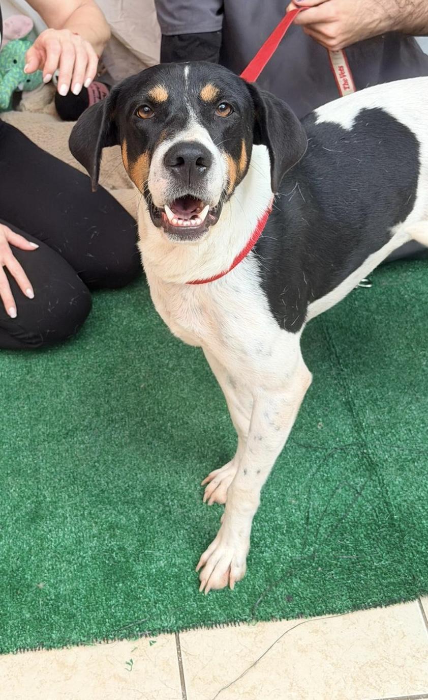 Enlarge Brandon, an adoptable Mixed Breed in Ridgefield, CT image 3/6