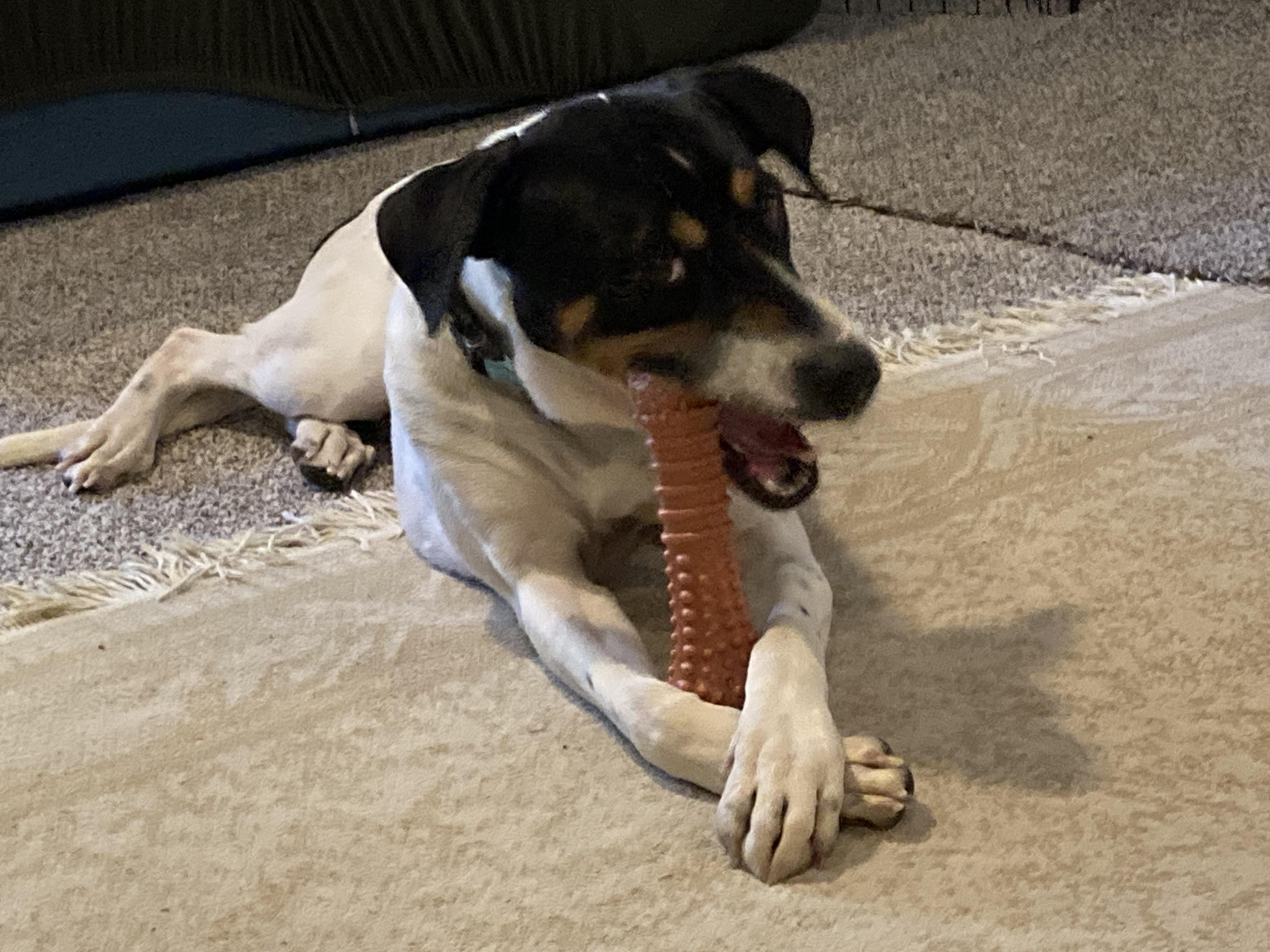 Enlarge Brandon, an adoptable Mixed Breed in Ridgefield, CT image 6/6