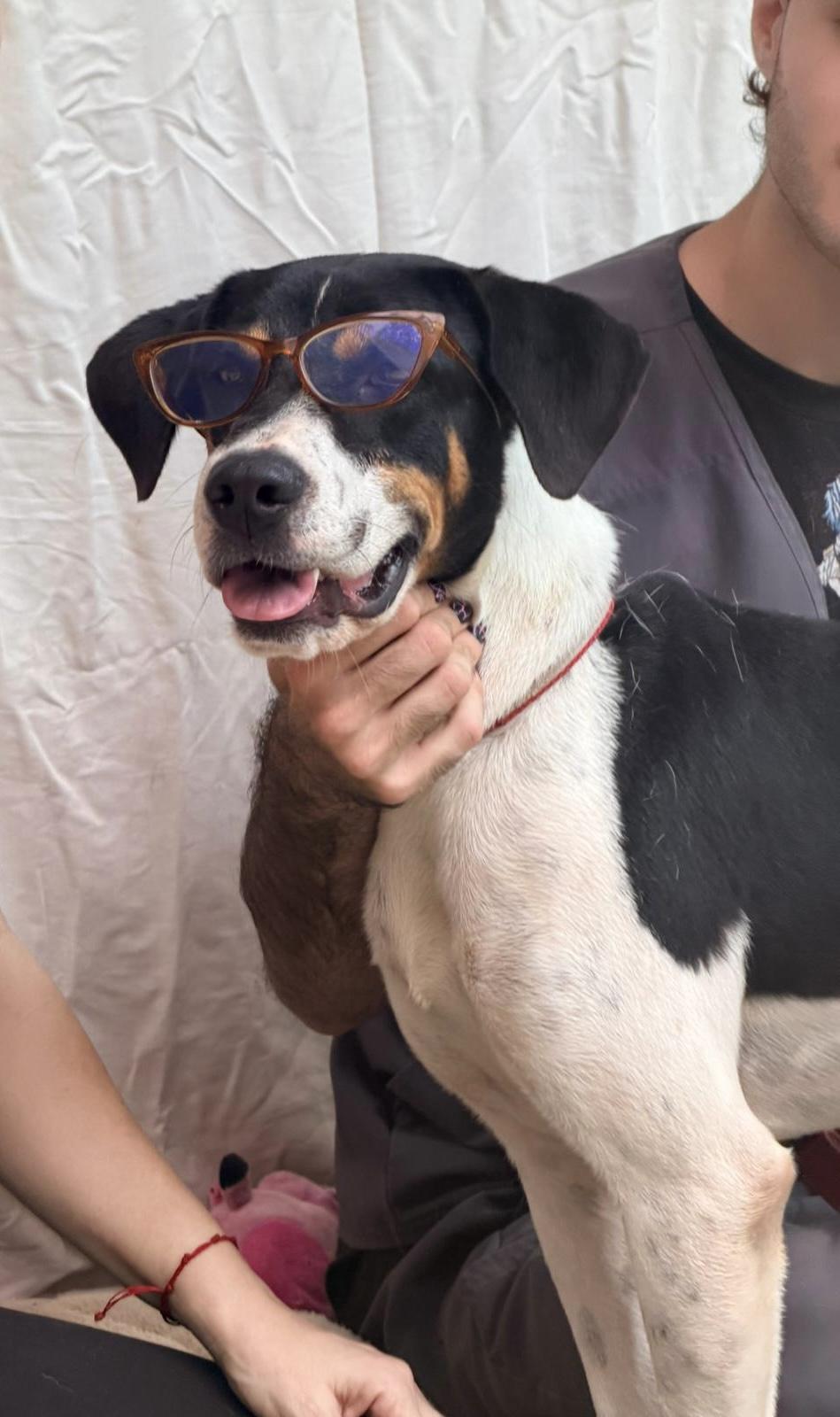 Enlarge Brandon, an adoptable Mixed Breed in Ridgefield, CT image 5/6