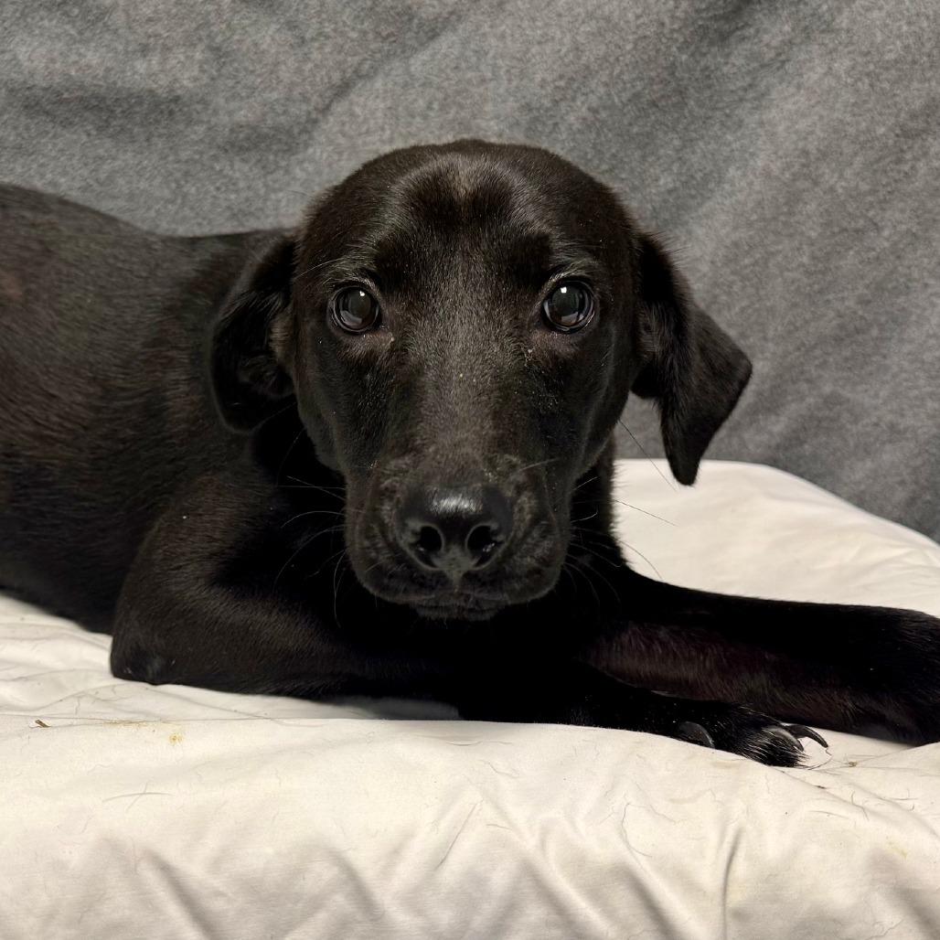 Enlarge Bear, a Adoptable Mixed Breed in Bennettsville, SC image 1/1