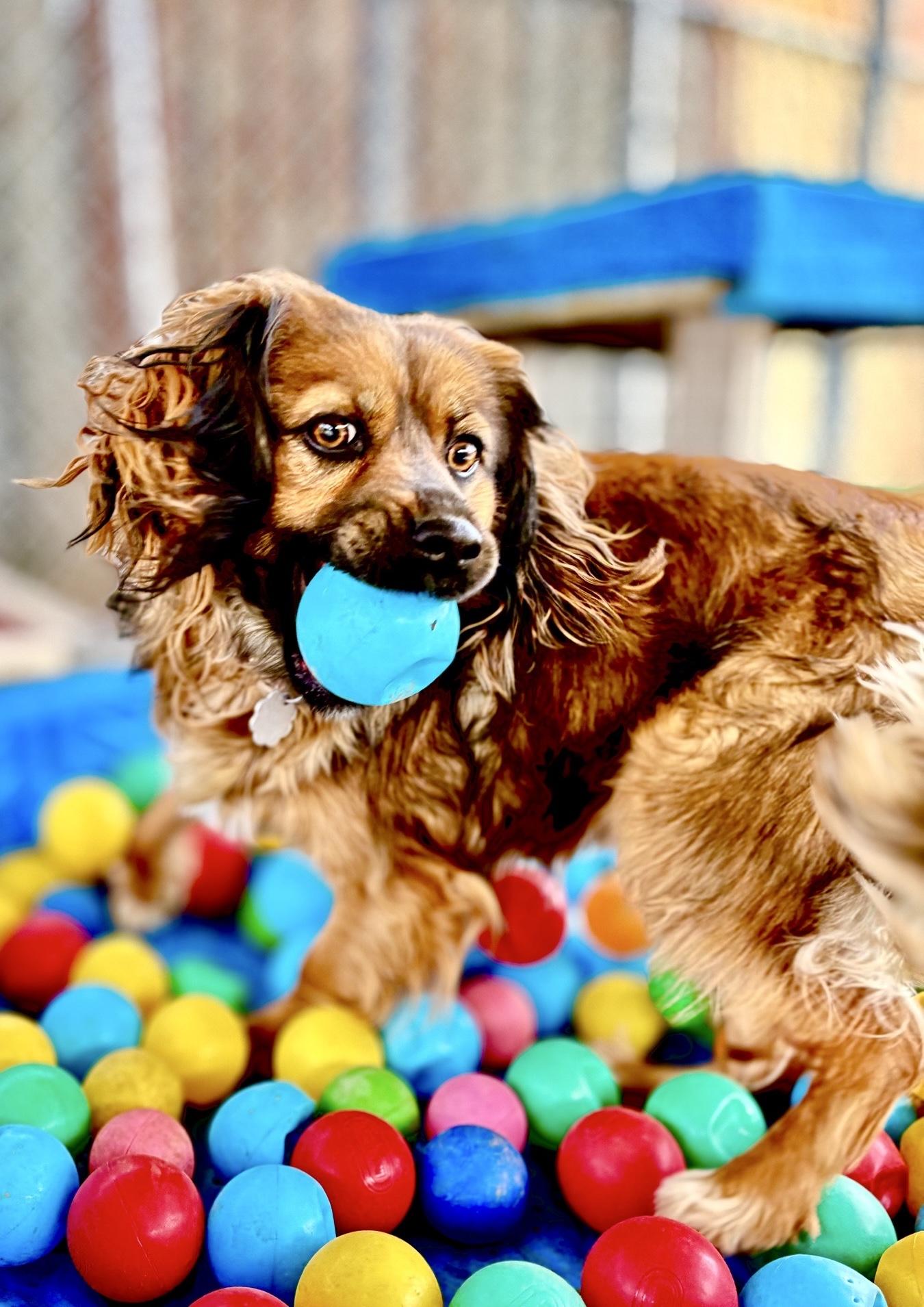 Tina, a Adoptable mixed breed in Oxford, MI image 1/6
