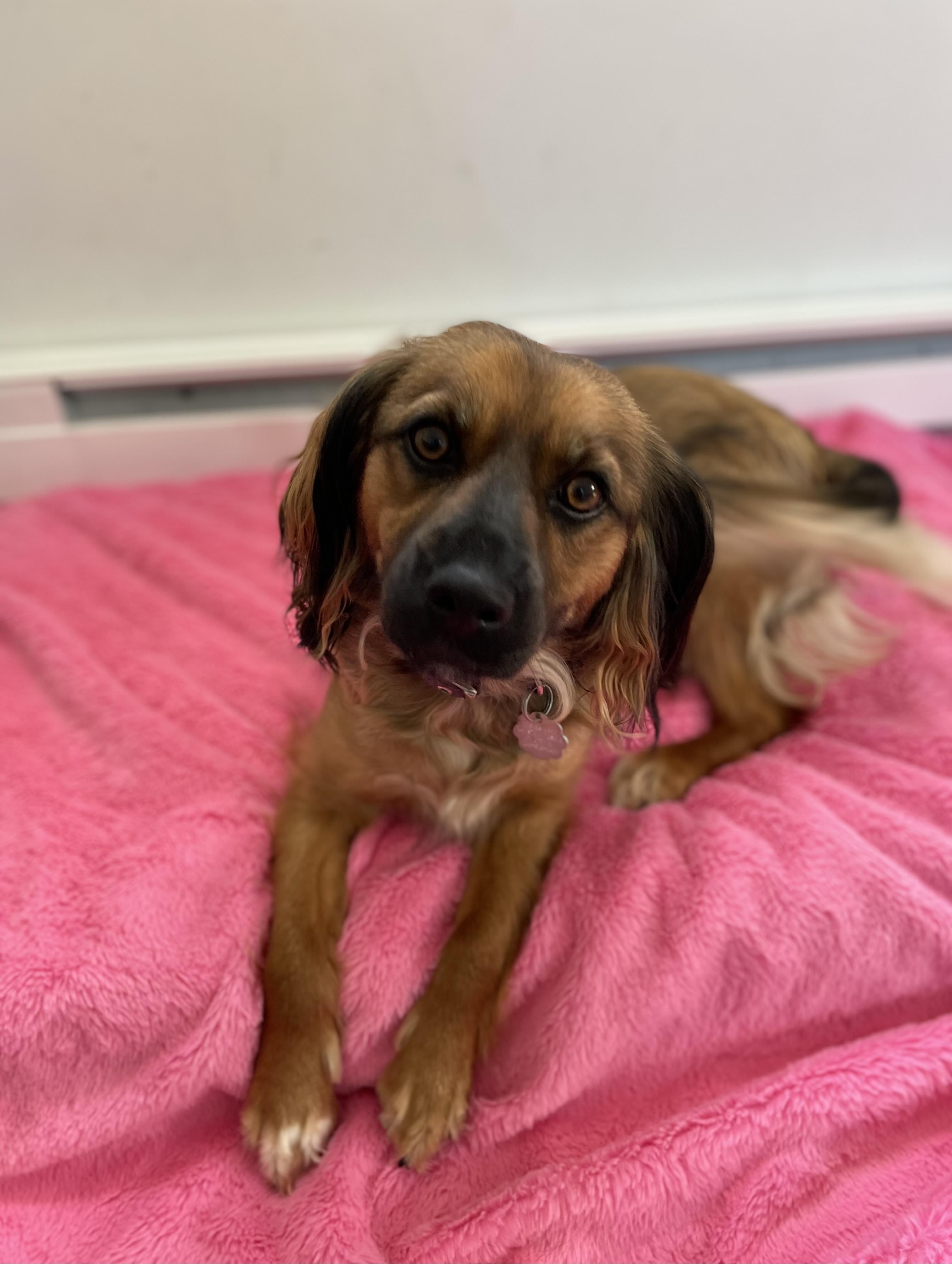 Tina, a Adoptable mixed breed in Oxford, MI image 6/6