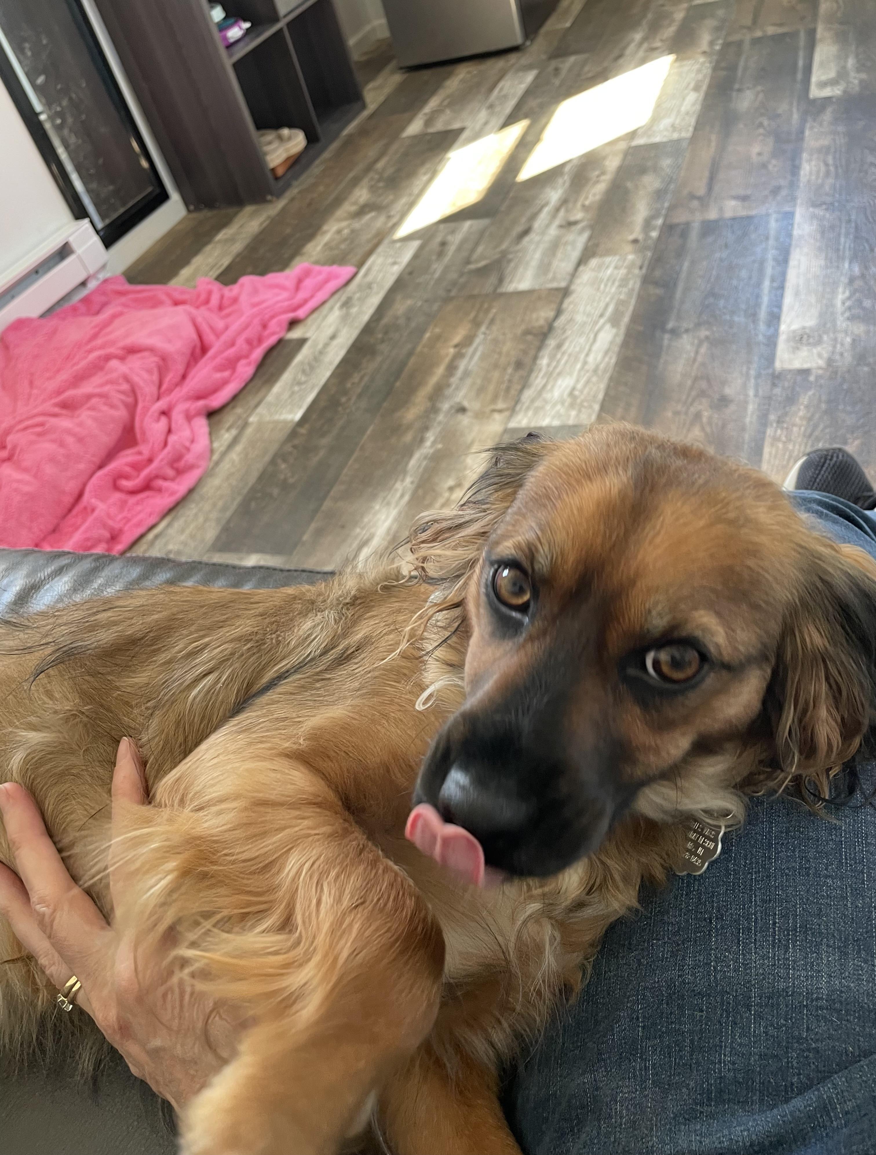 Tina, a Adoptable mixed breed in Oxford, MI image 2/6