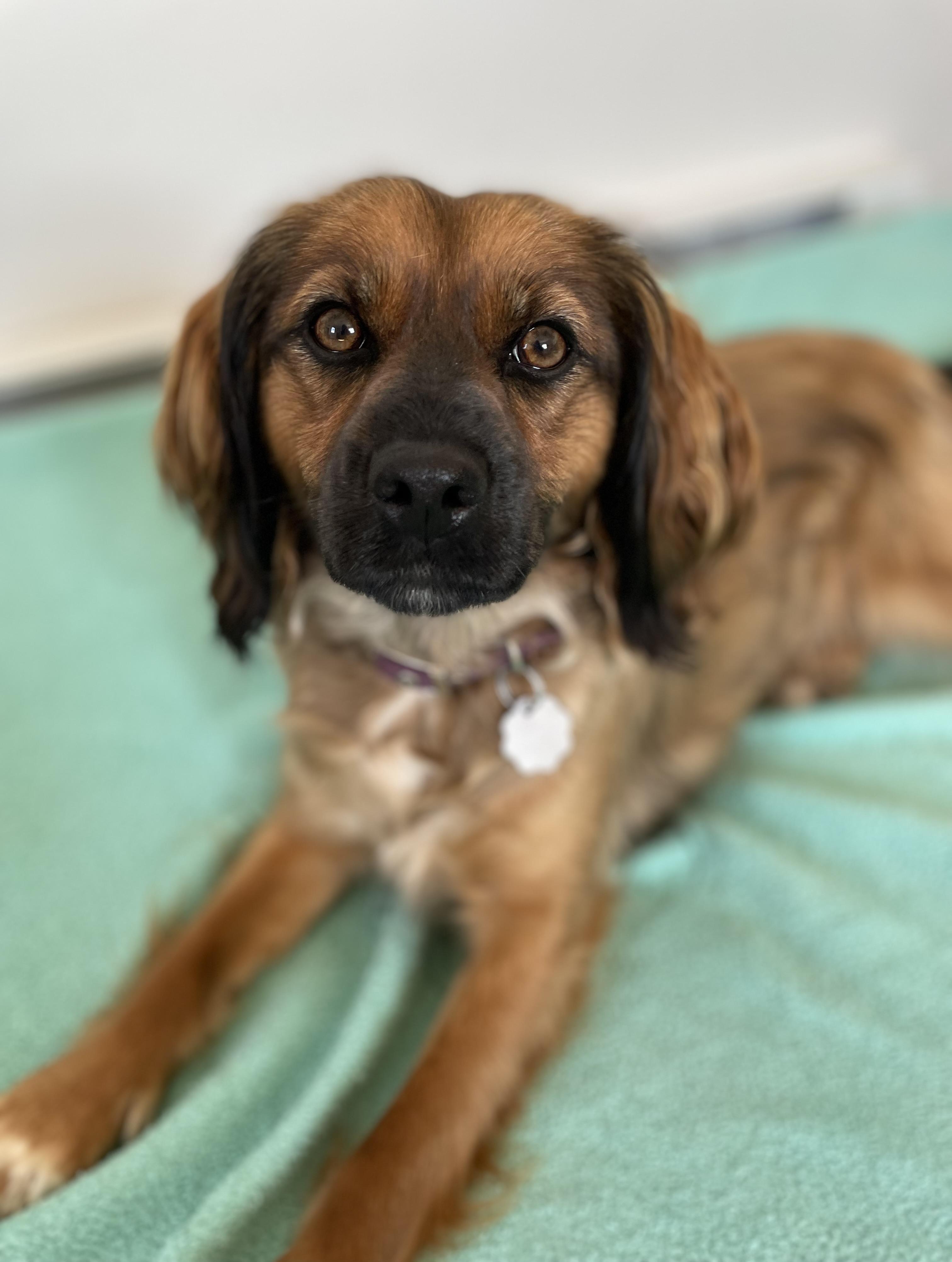 Tina, Adoptable, Young Female Spaniel & Mixed Breed.