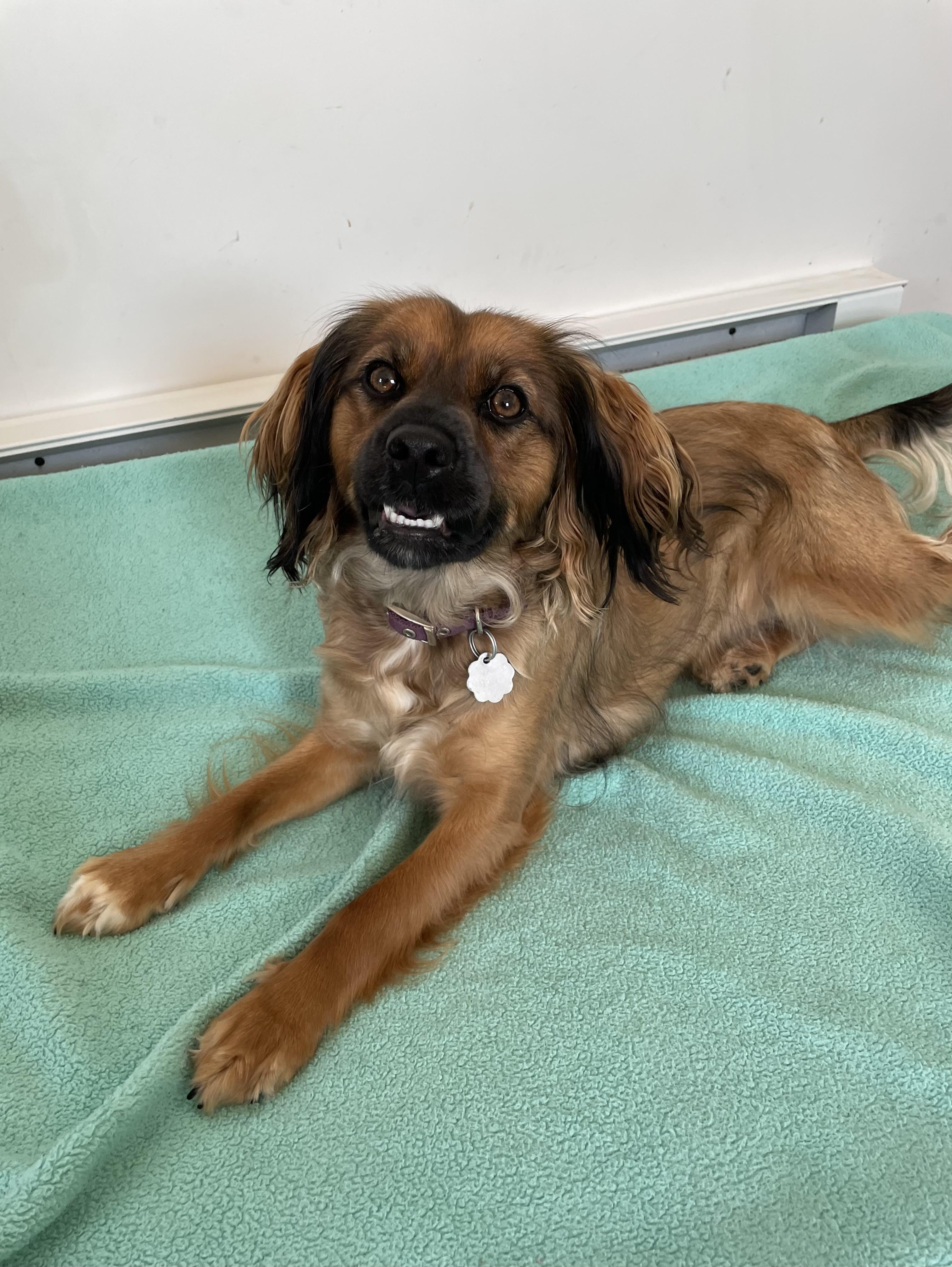Tina, an adoptable Spaniel, Mixed Breed in Oxford, MI, 48371 | Photo Image 5