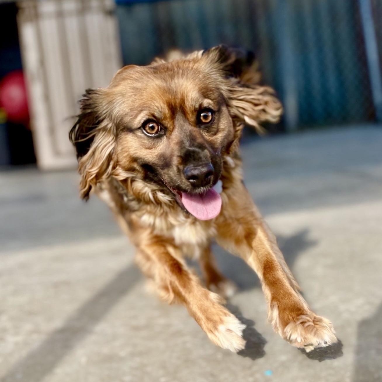 Tina, a Adoptable mixed breed in Oxford, MI image 5/6