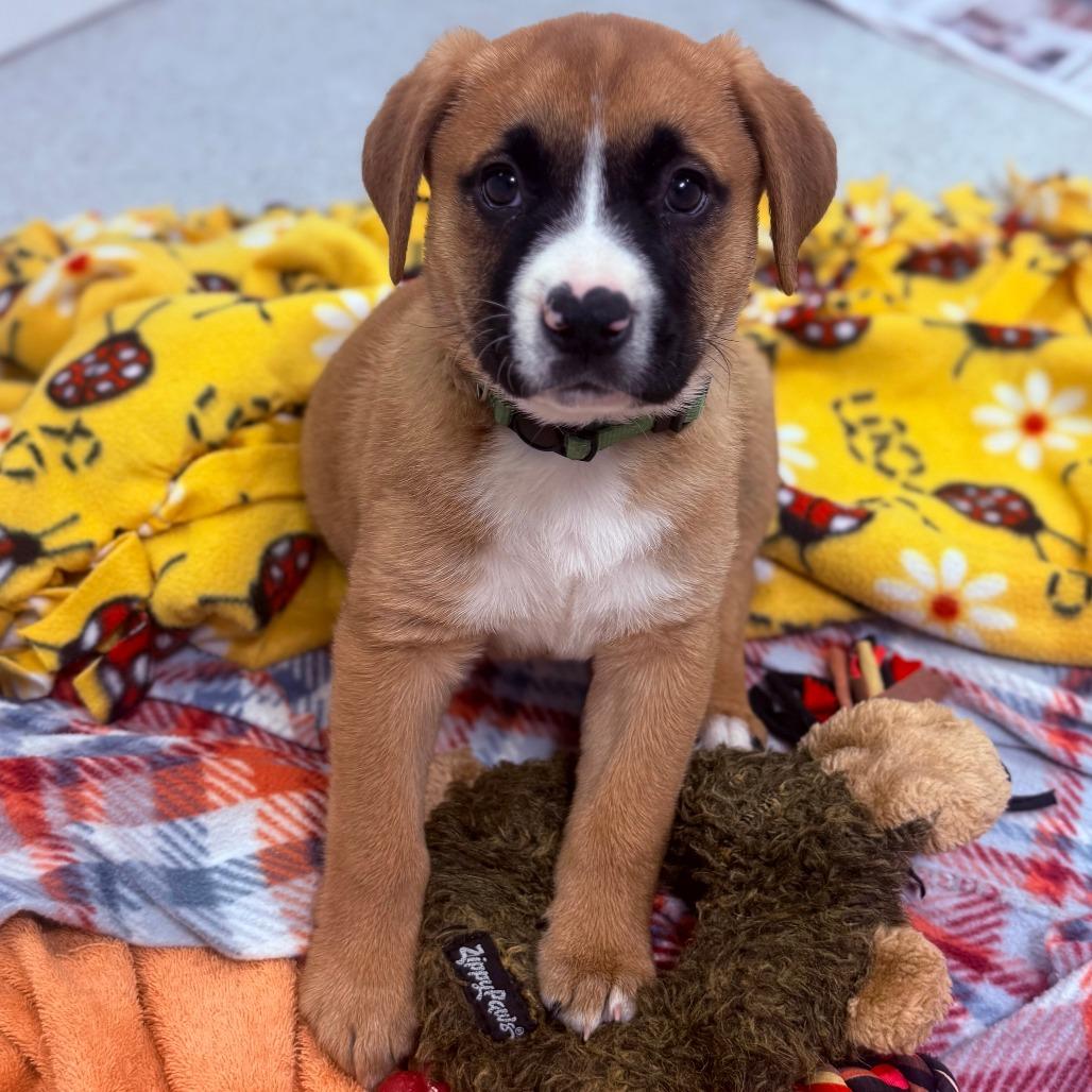 Aphrodite, Adoptable, Puppy Female Mixed Breed.