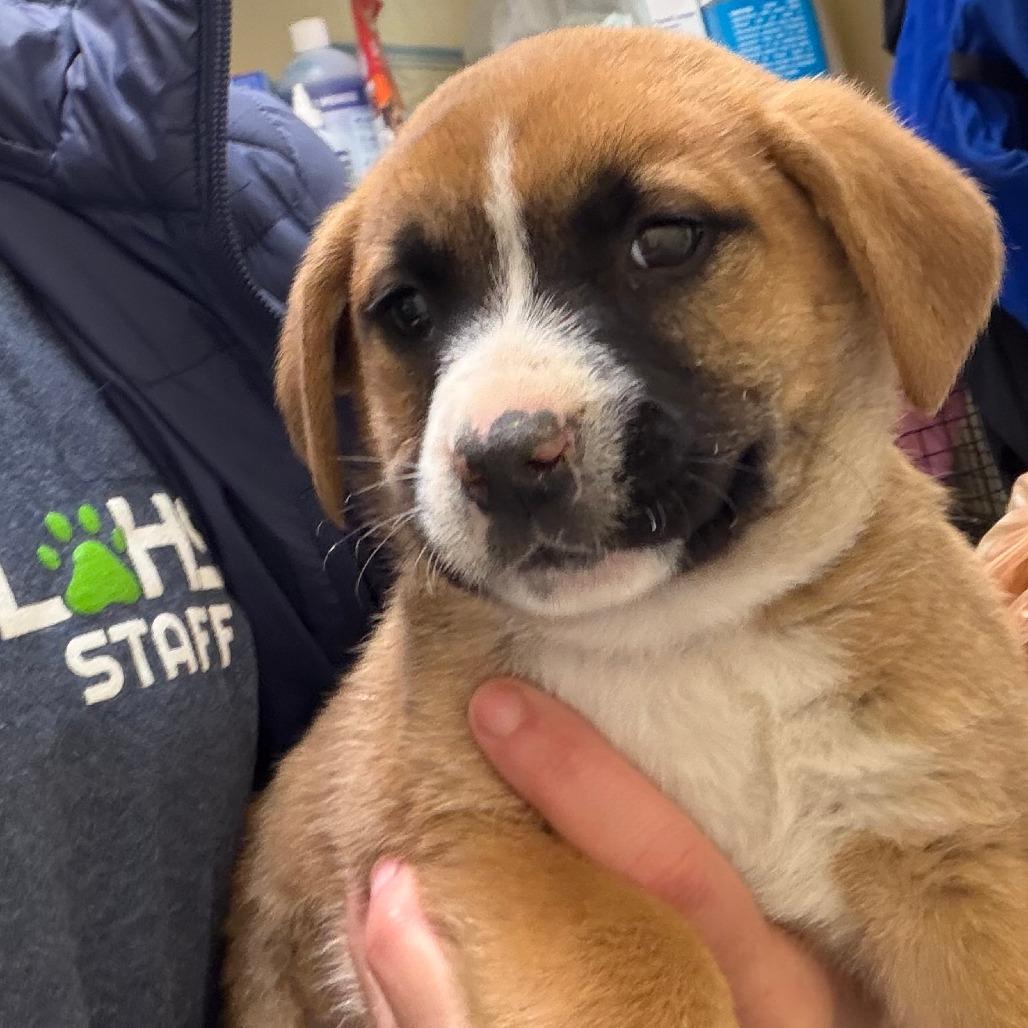 Aphrodite, Adoptable, Puppy Female Mixed Breed.