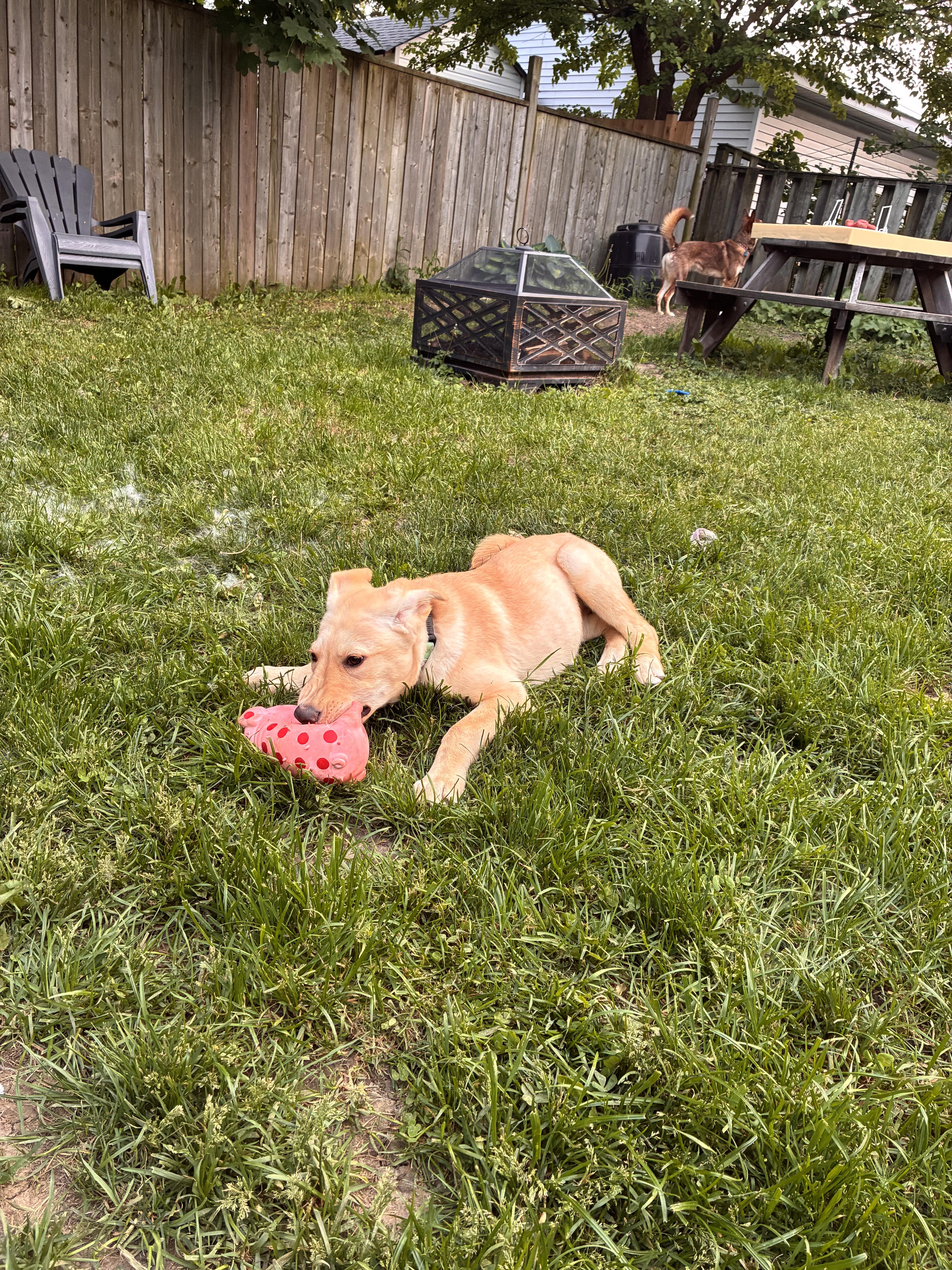 Kiki, a Adoptable mixed breed in Port Colborne , ON image 1/6