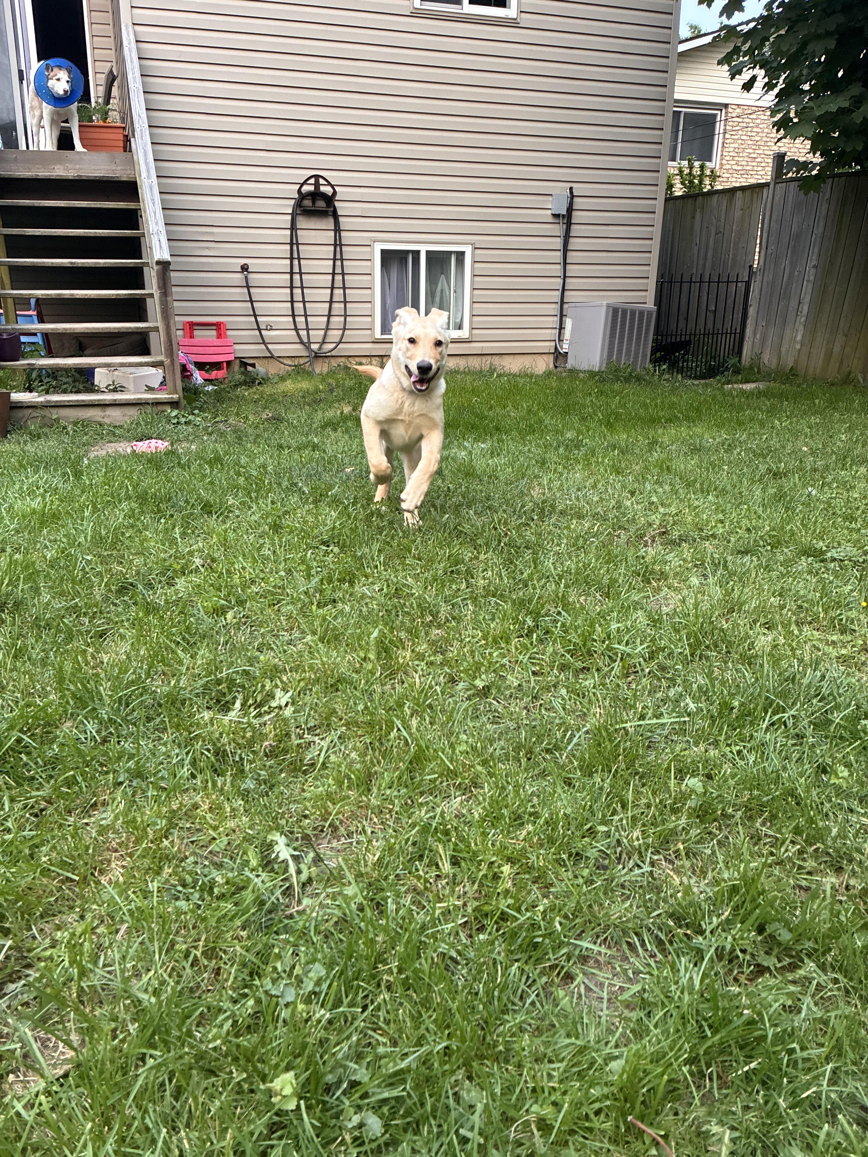 Kiki, a Adoptable mixed breed in Port Colborne , ON image 2/6