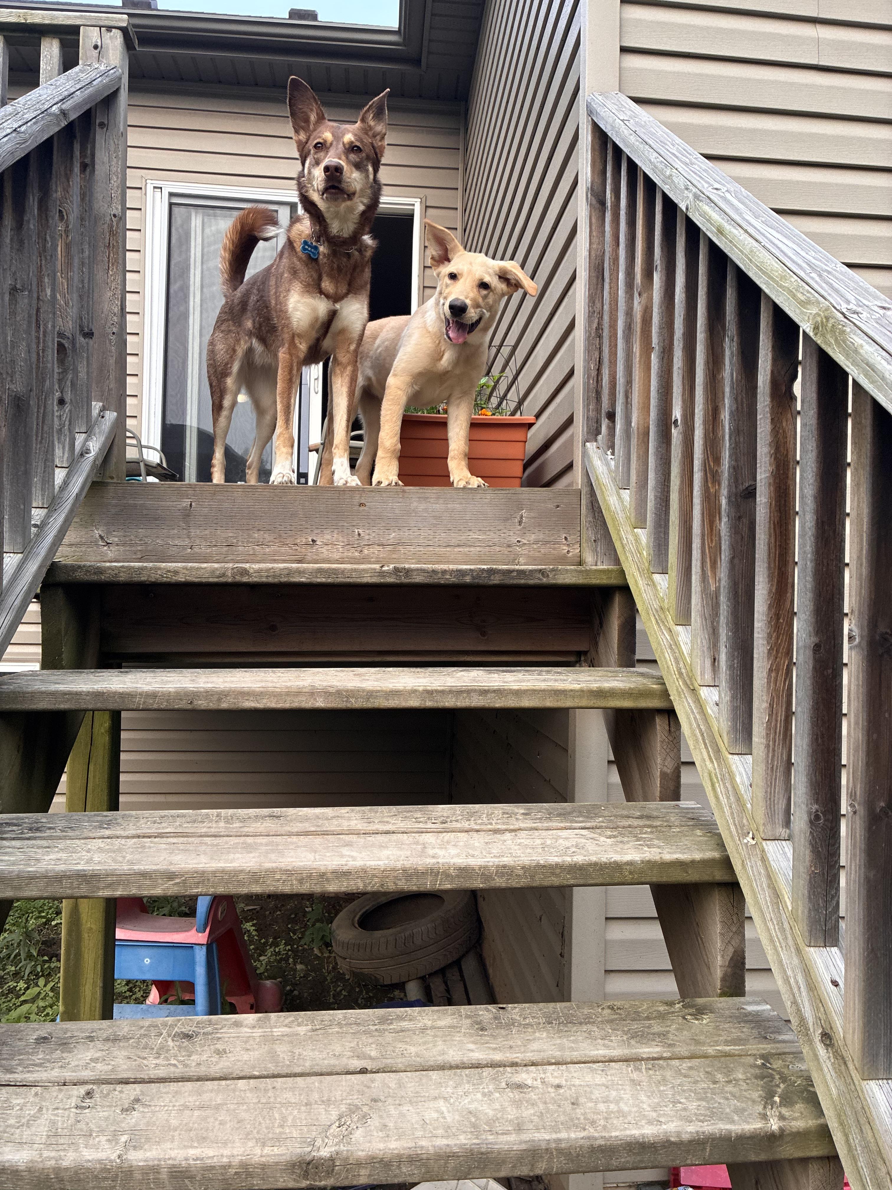 Kiki, a Adoptable mixed breed in Port Colborne , ON image 3/6
