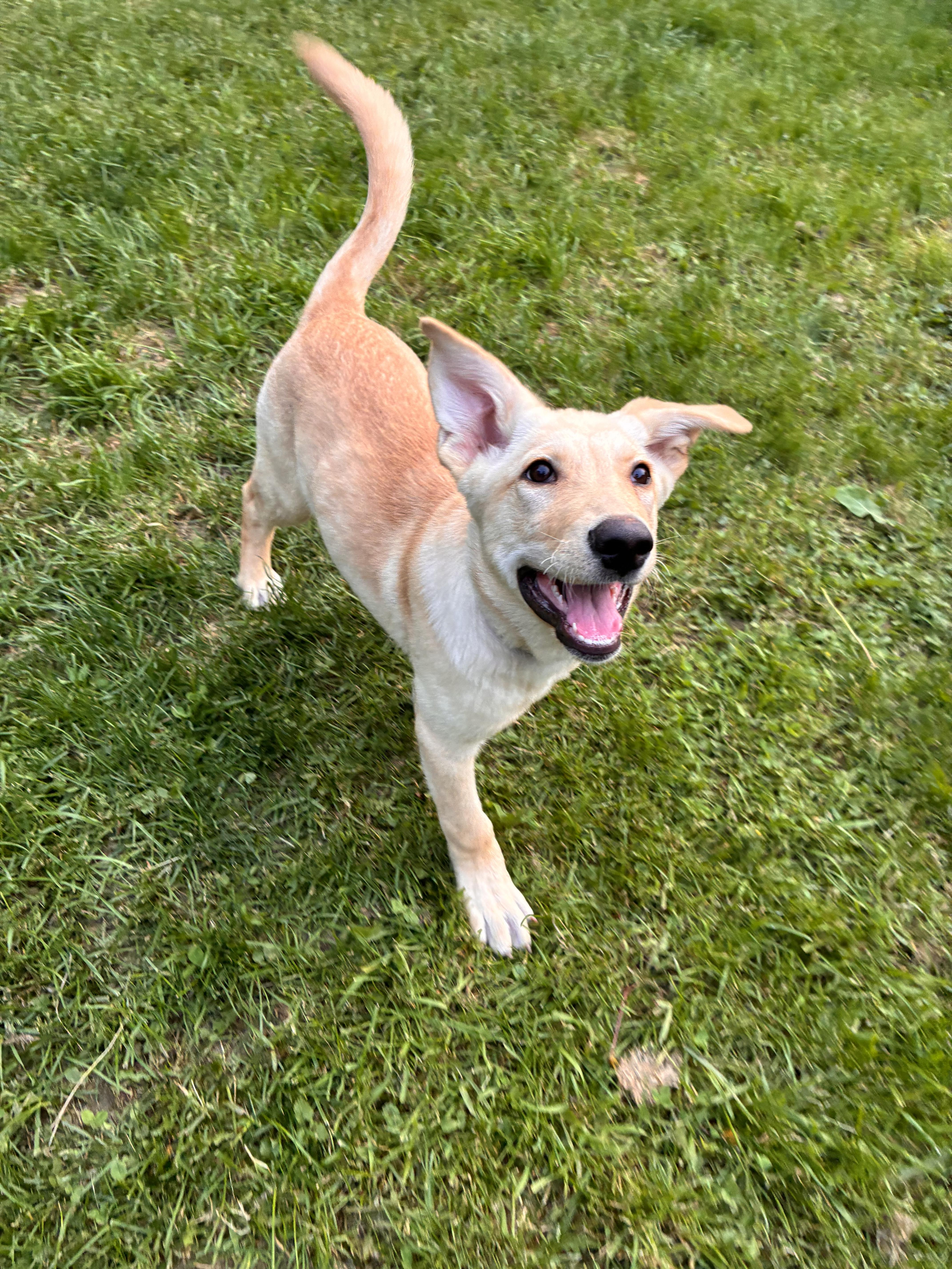 Kiki, a Adoptable mixed breed in Port Colborne , ON image 4/6