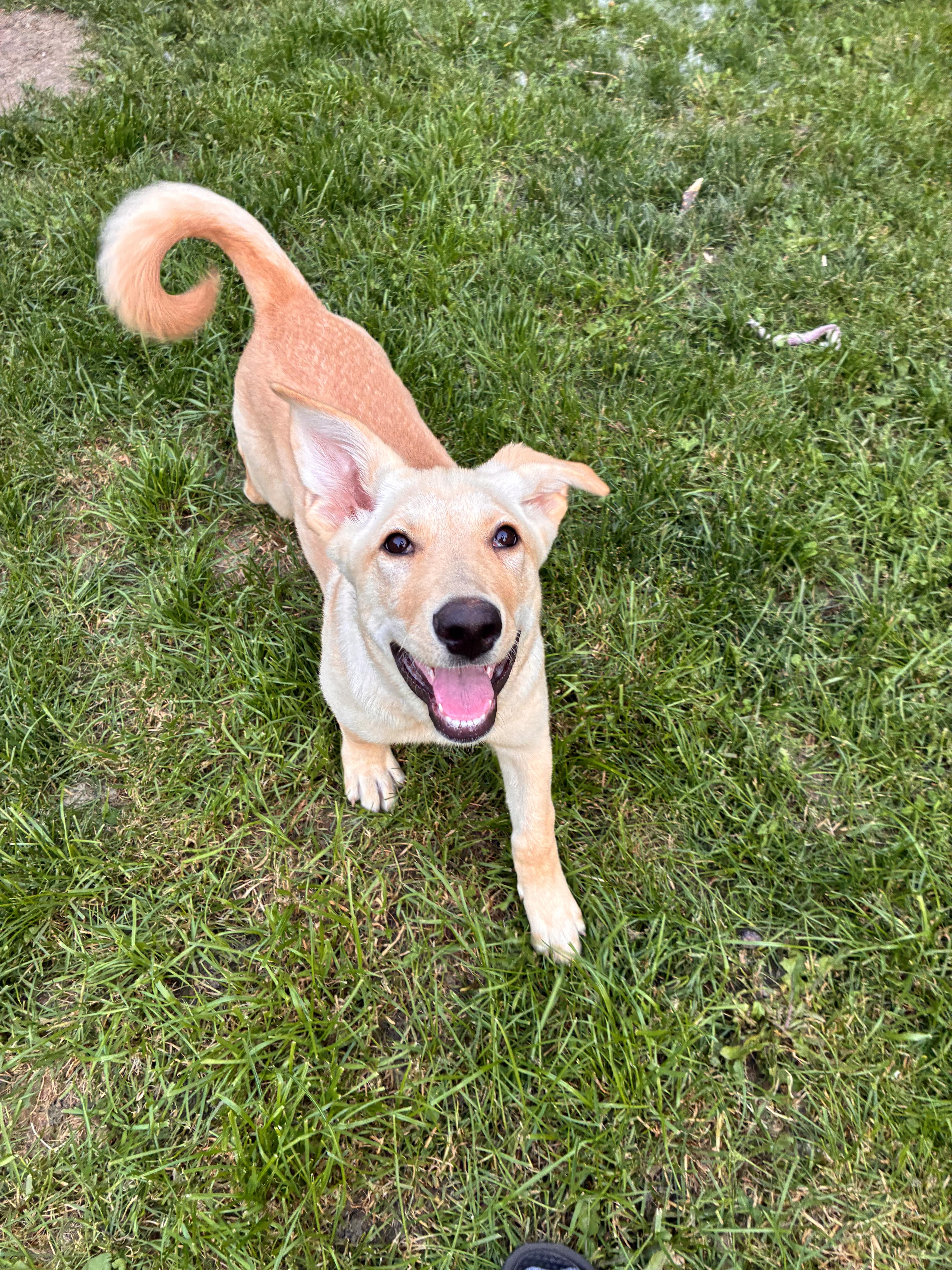 Kiki, a Adoptable mixed breed in Port Colborne , ON image 5/6
