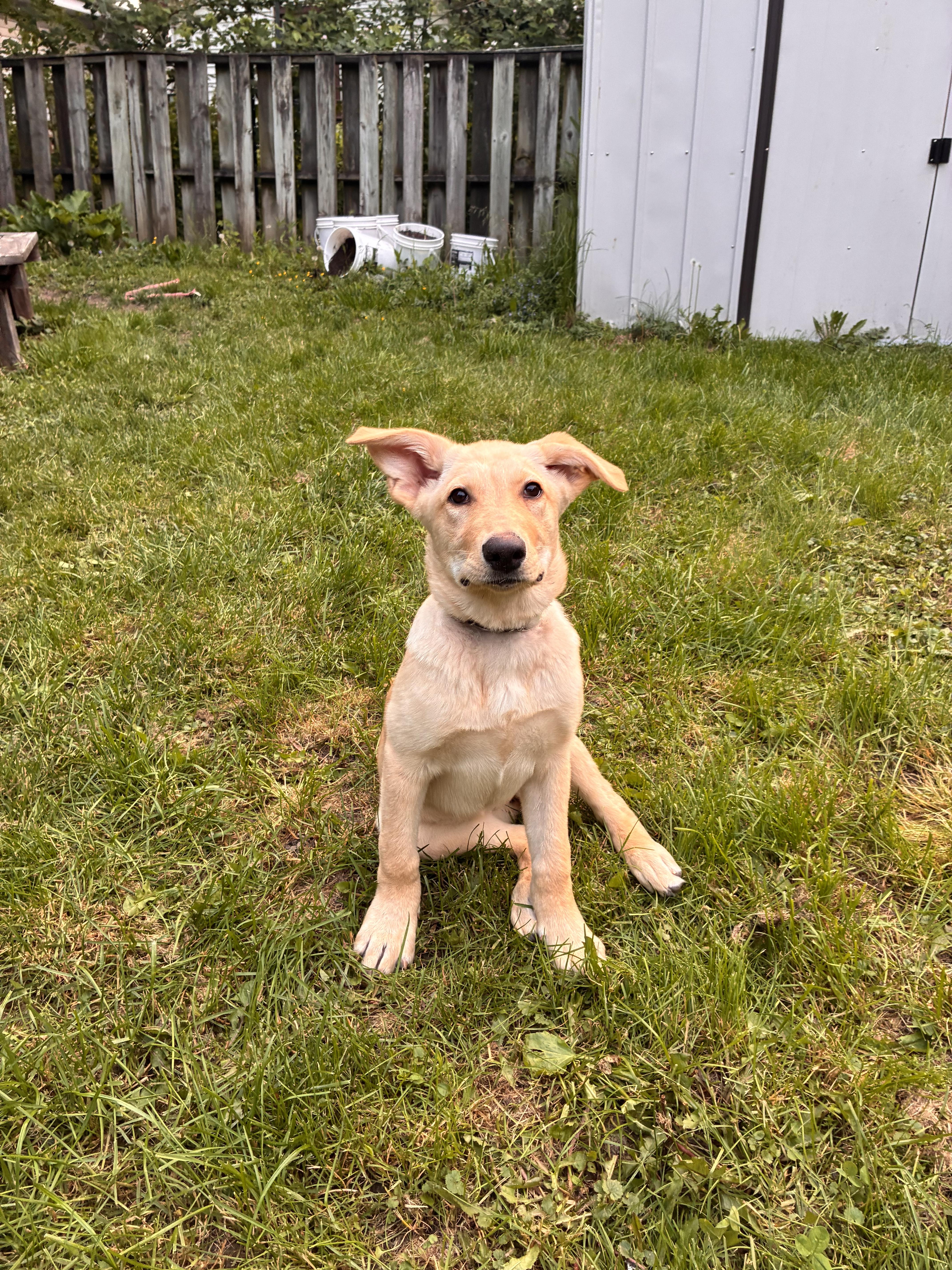 Kiki, a Adoptable mixed breed in Port Colborne , ON image 6/6