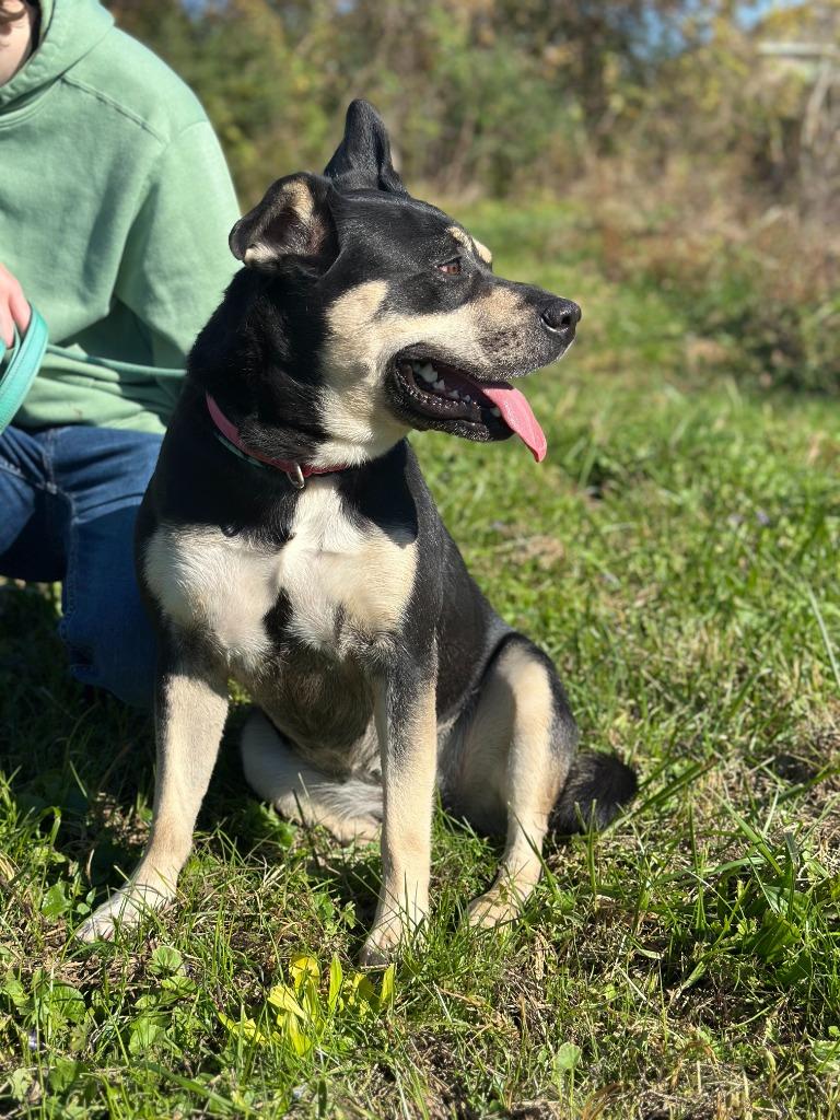 Enlarge LUNA, a Adoptable mixed breed in Athens, AL image 1/6