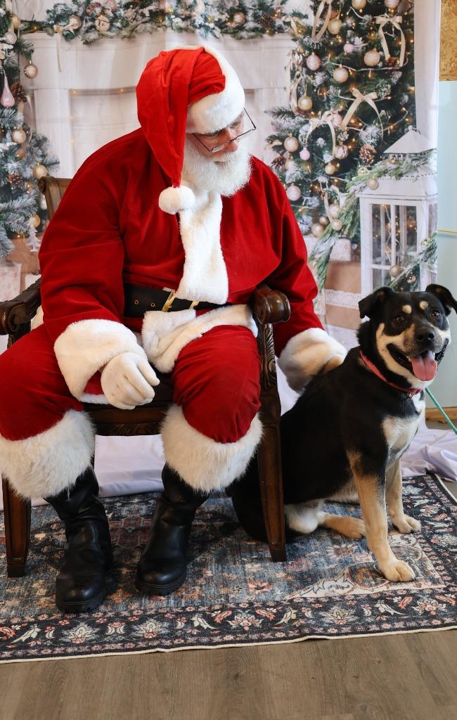 Enlarge LUNA, a Adoptable mixed breed in Athens, AL image 2/6