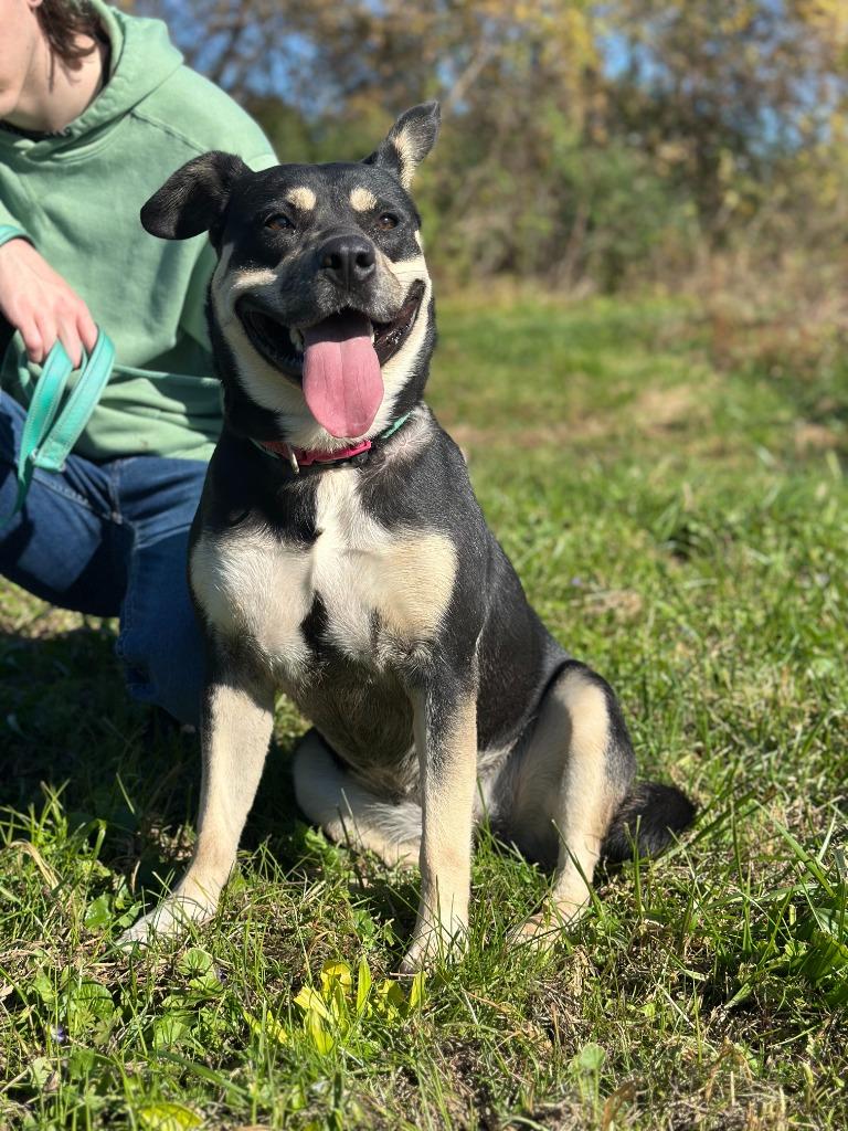 Enlarge LUNA, a Adoptable mixed breed in Athens, AL image 3/6