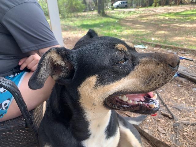 Enlarge LUNA, a Adoptable mixed breed in Athens, AL image 4/6