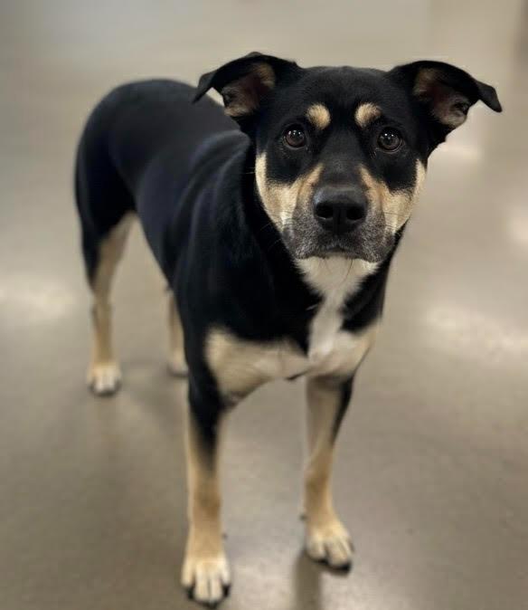 Enlarge LUNA, a Adoptable mixed breed in Athens, AL image 6/6