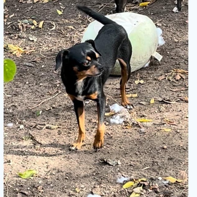 Milton, Adoptable, Young Male Chihuahua & Pug.