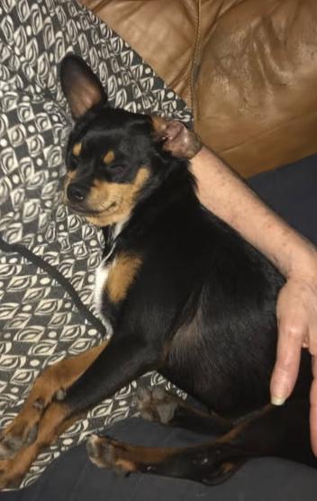 Enlarge Milton, a Adoptable mixed breed in Dallas, TX image 1/4