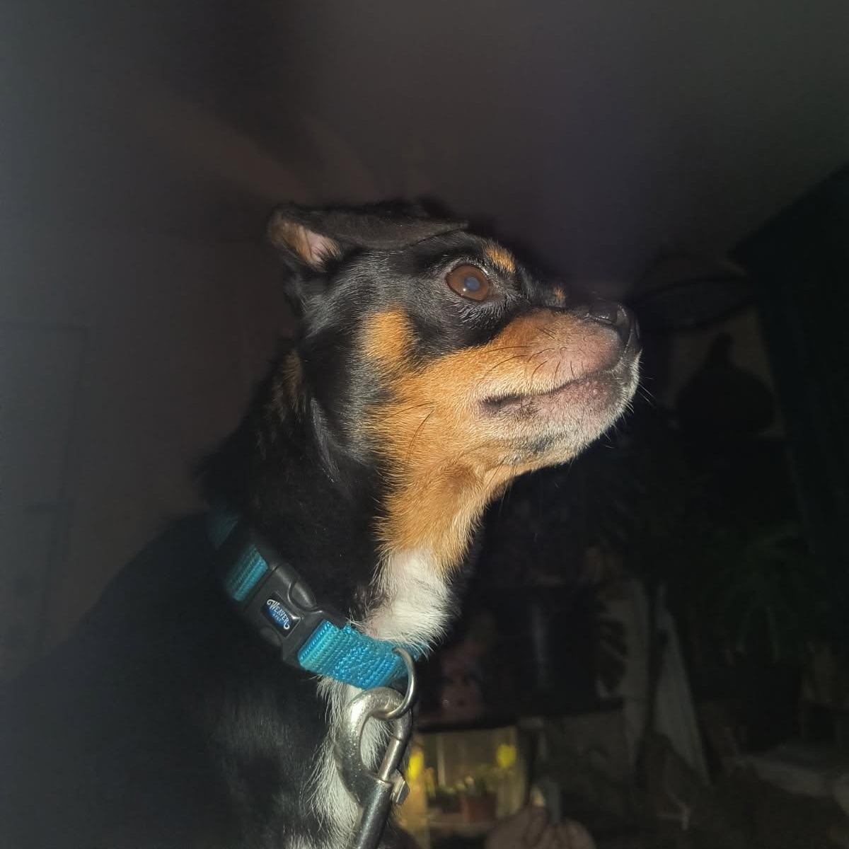 Enlarge Milton, a Adoptable mixed breed in Dallas, TX image 4/4