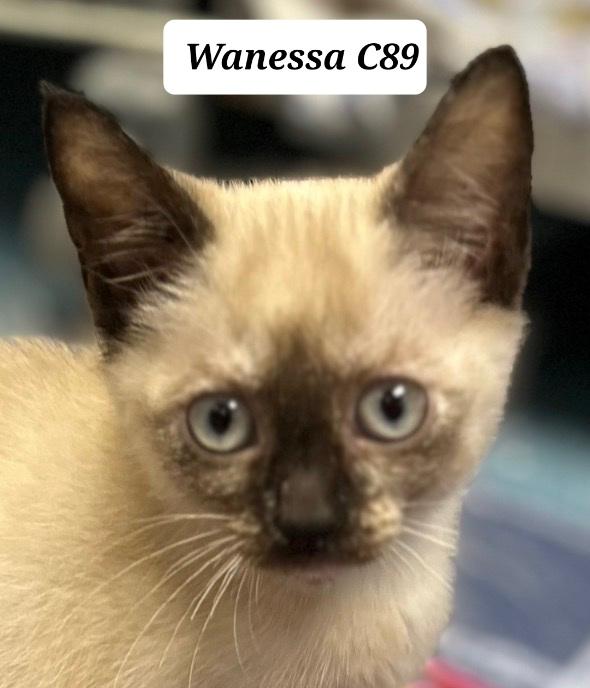 Wanessa, Adopted, Kitten Female Siamese.