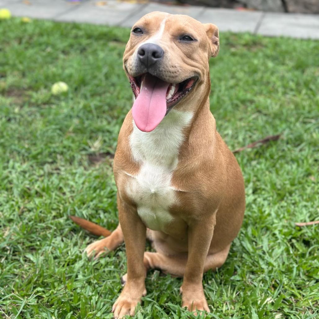 Enlarge Ginger, a Adoptable mixed breed in Keaau, HI image 1/6