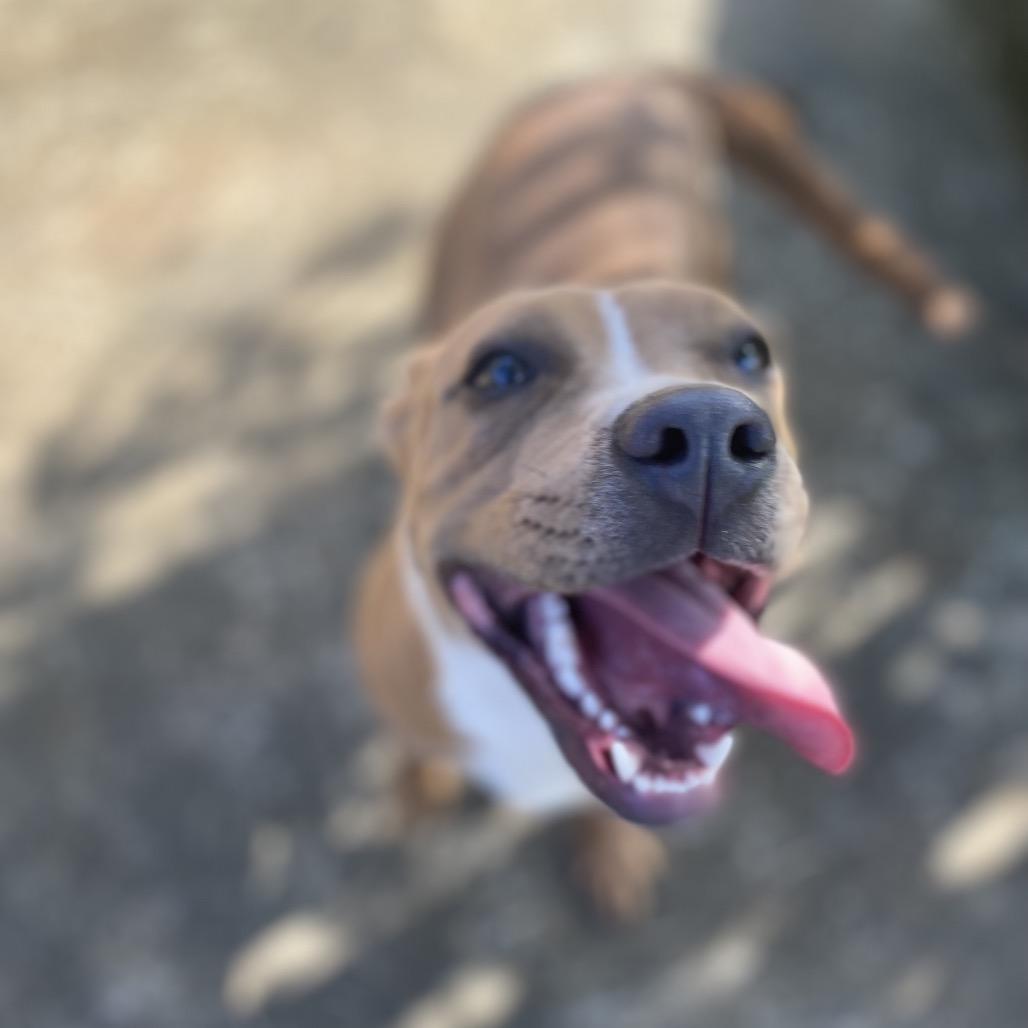 Enlarge Ginger, a Adoptable mixed breed in Keaau, HI image 2/6