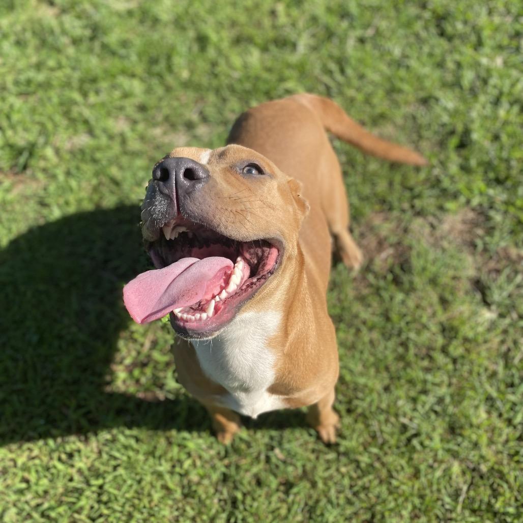 Enlarge Ginger, a Adoptable mixed breed in Keaau, HI image 5/6