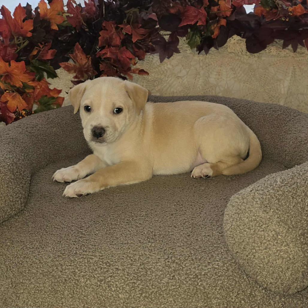 Daisy Mae